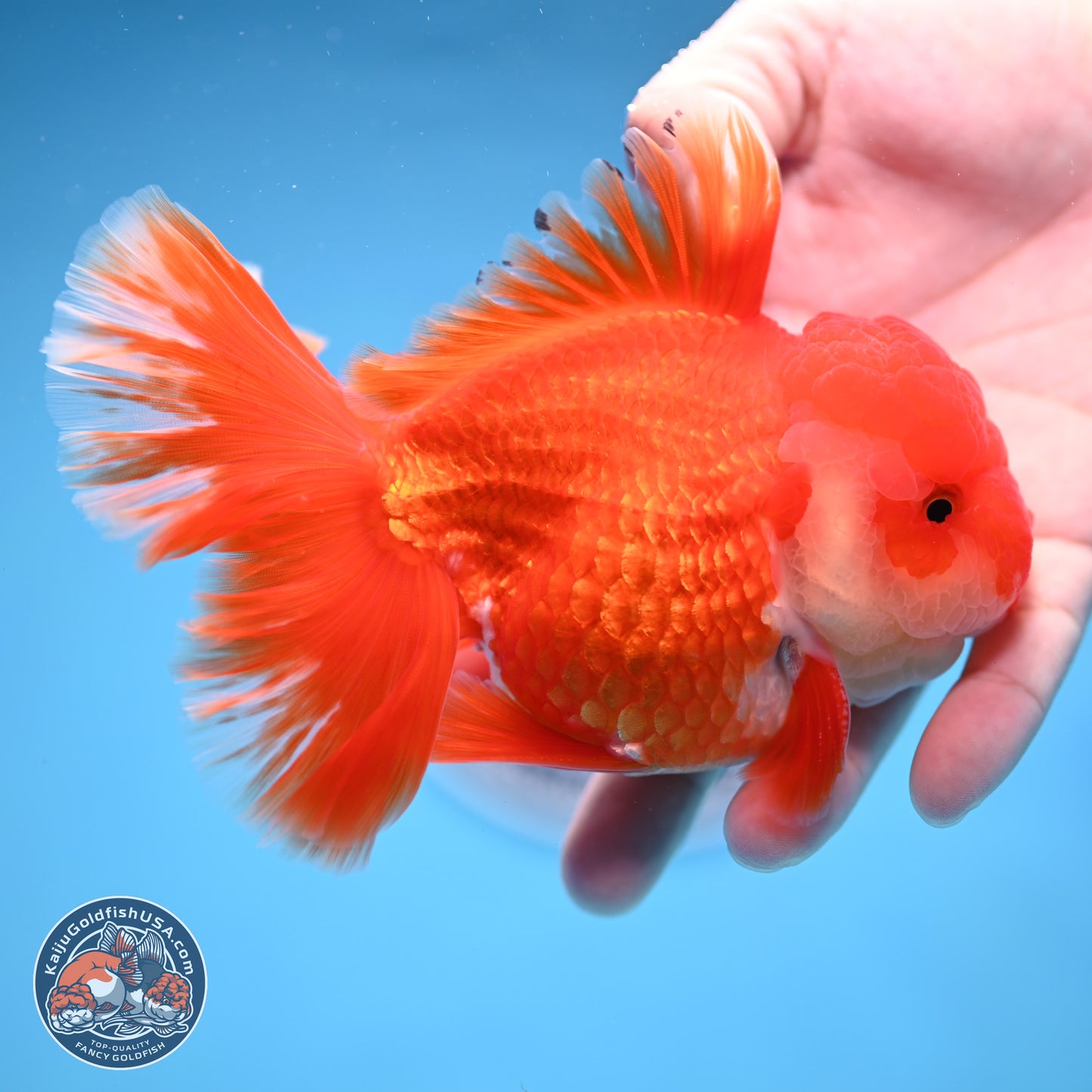 Red White Rose Tail Oranda 3.8 inches Body - Male (250314_OR02)
