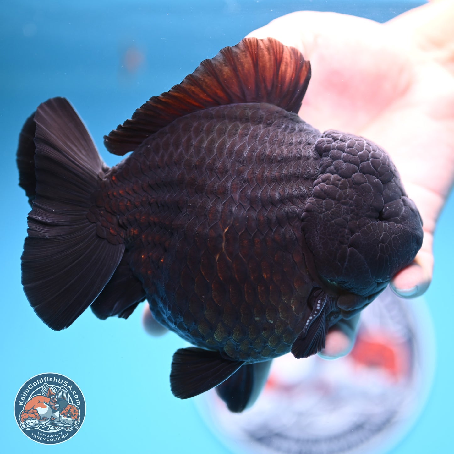 Jumbo Shogun Godzilla Jet Black Oranda 5in Body (240823_OR2) - Overnight shipping only - Kaiju Goldfish USA