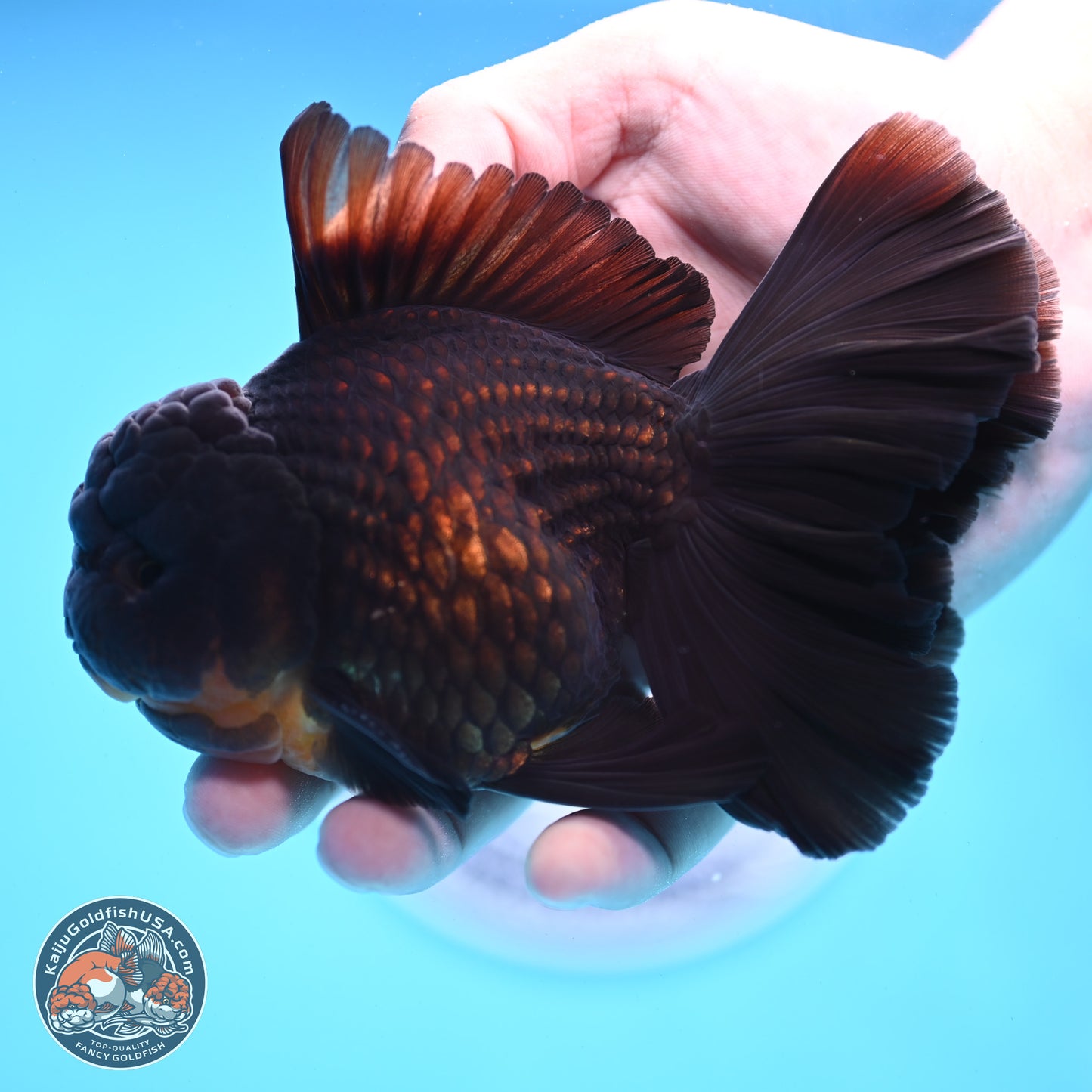 Black Orchid Tail Oranda 3.5 inches Body - Male (250228_OR02)