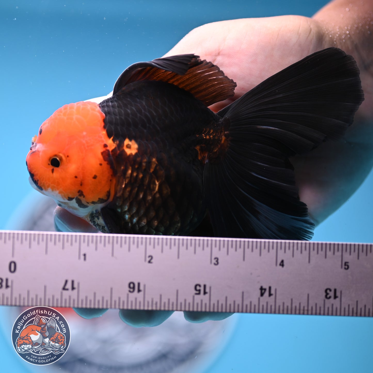 Apache Rose Tail Oranda 3.25in Body (240830_OR02) - Kaiju Goldfish USA