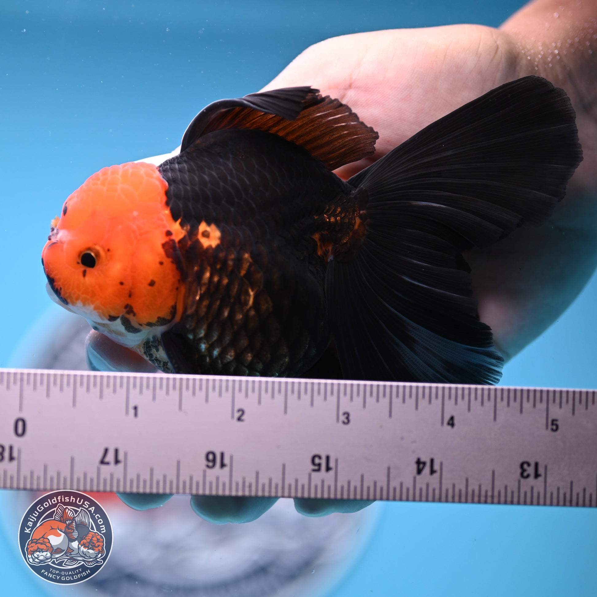 Apache Rose Tail Oranda 3.25in Body (240830_OR02) - Kaiju Goldfish USA