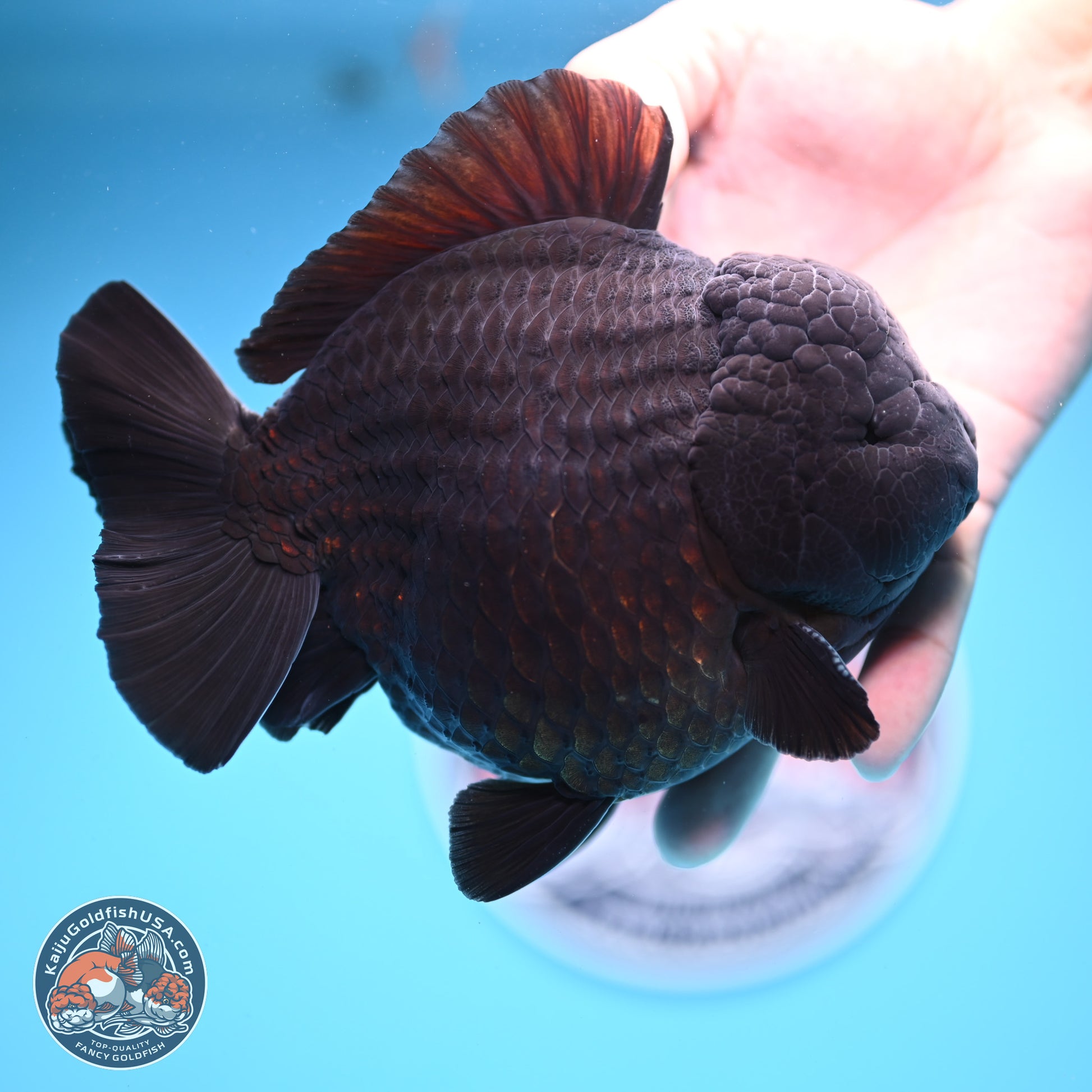 Jumbo Shogun Godzilla Jet Black Oranda 5in Body (240823_OR2) - Overnight shipping only - Kaiju Goldfish USA