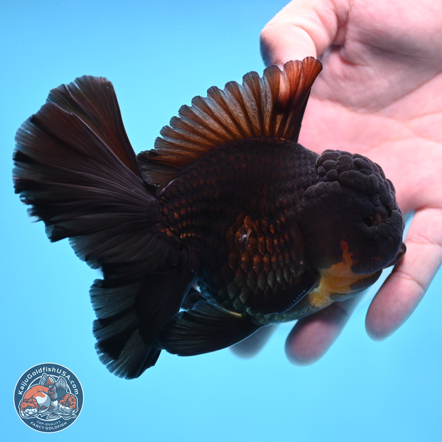 Black Orchid Tail Oranda 3.5 inches Body - Male (250228_OR02)