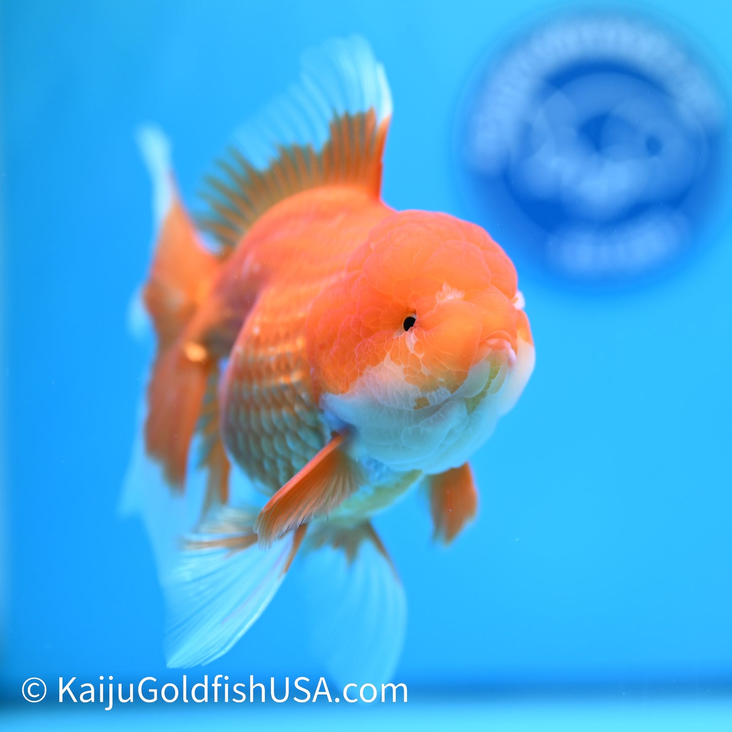 Jumbo Red White Rose Tail Oranda 6.5 inches (240405_OR2) - Kaiju Goldfish USA