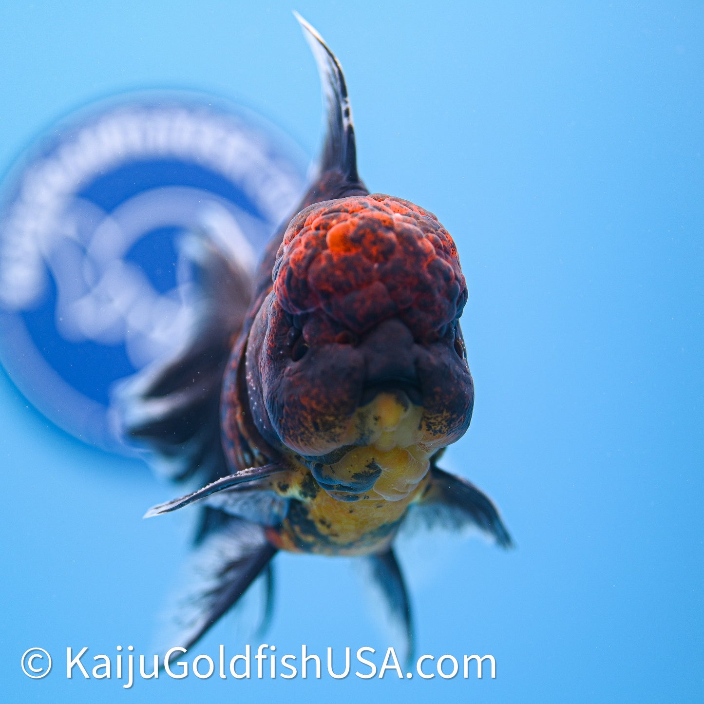 Red Kirin Rose Tail Oranda 3.75in Body (240628_OR02) - Kaiju Goldfish USA