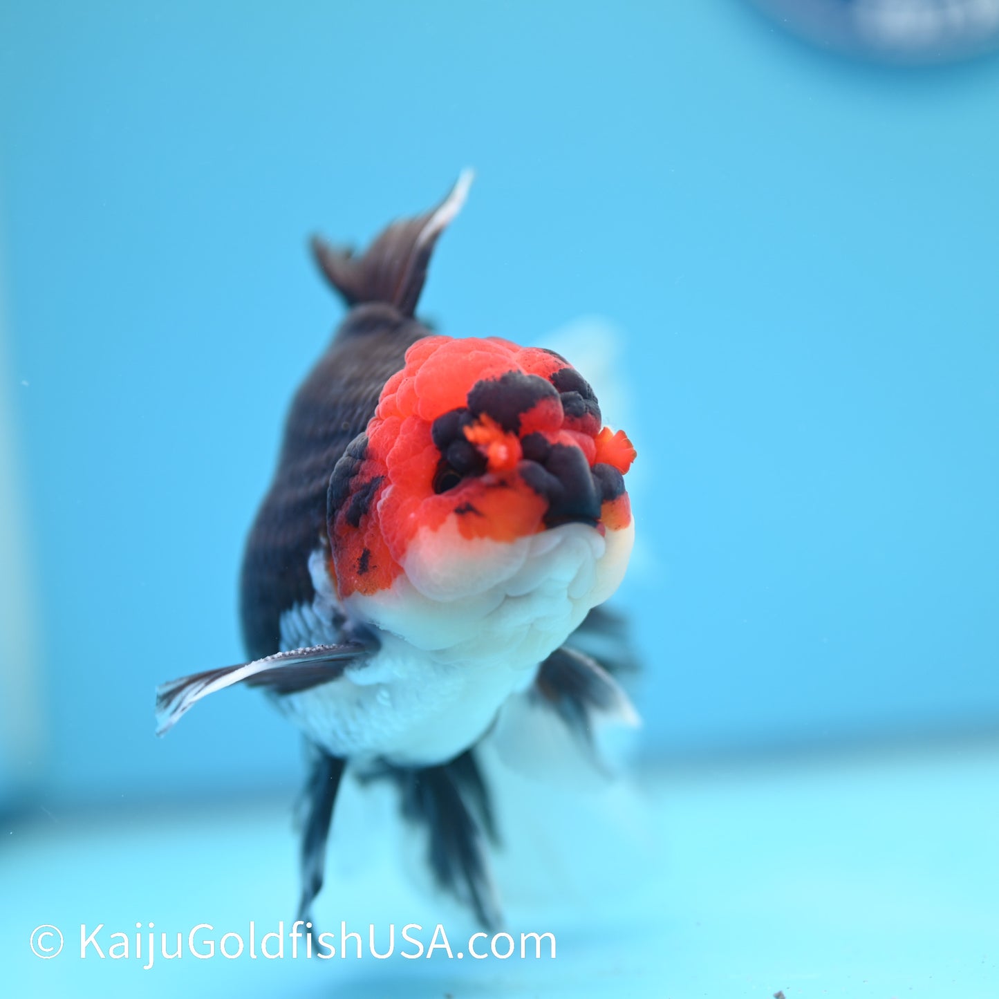 Jumbo Tricolor Rose Tail Oranda 6 inches(240503_OR02) - Kaiju Goldfish USA