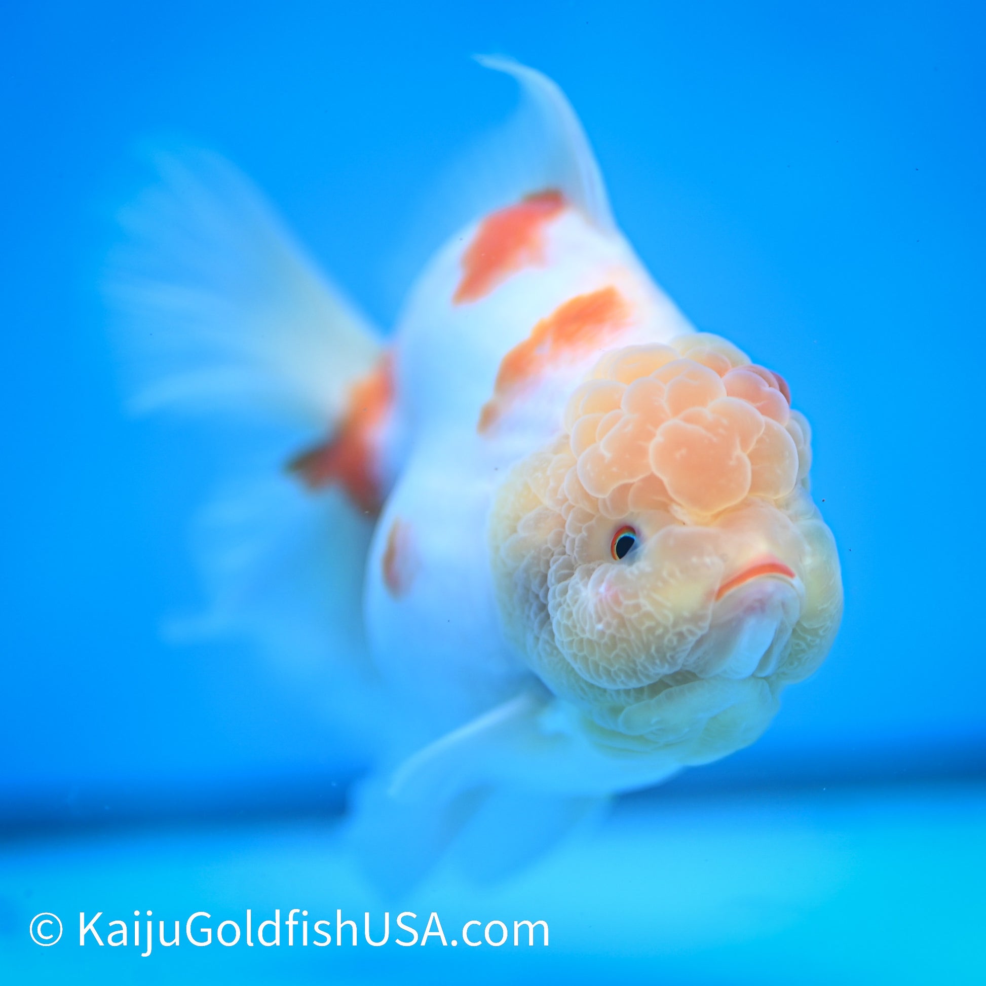 Sakura YuanBao Oranda 4.5 inches (240412_OR02) - Kaiju Goldfish USA