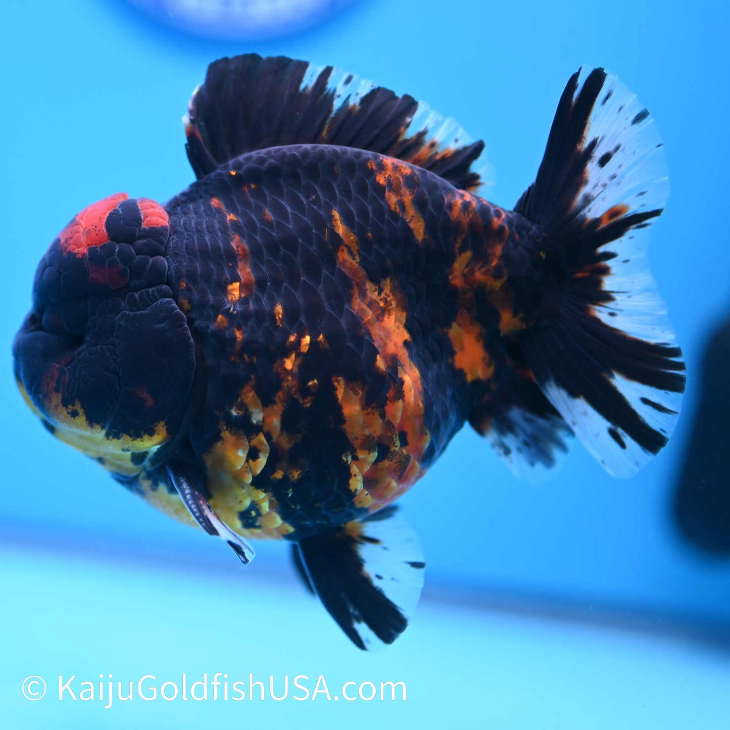 Heavy Ink Tiger YuanBao Oranda 4.5-5 inches (240308_OR02) - Kaiju Goldfish USA