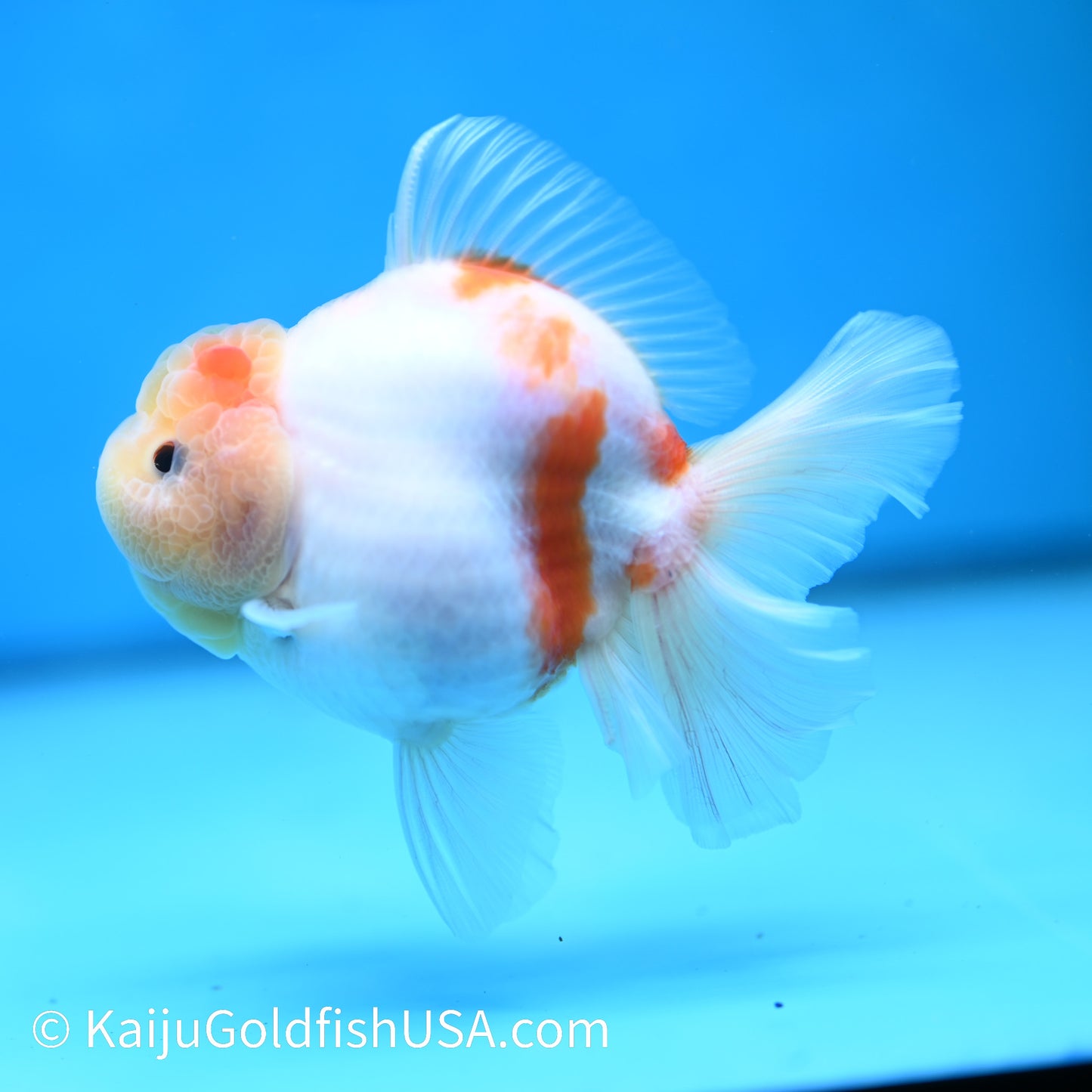 Sakura YuanBao Oranda 4.5 inches (240412_OR02) - Kaiju Goldfish USA