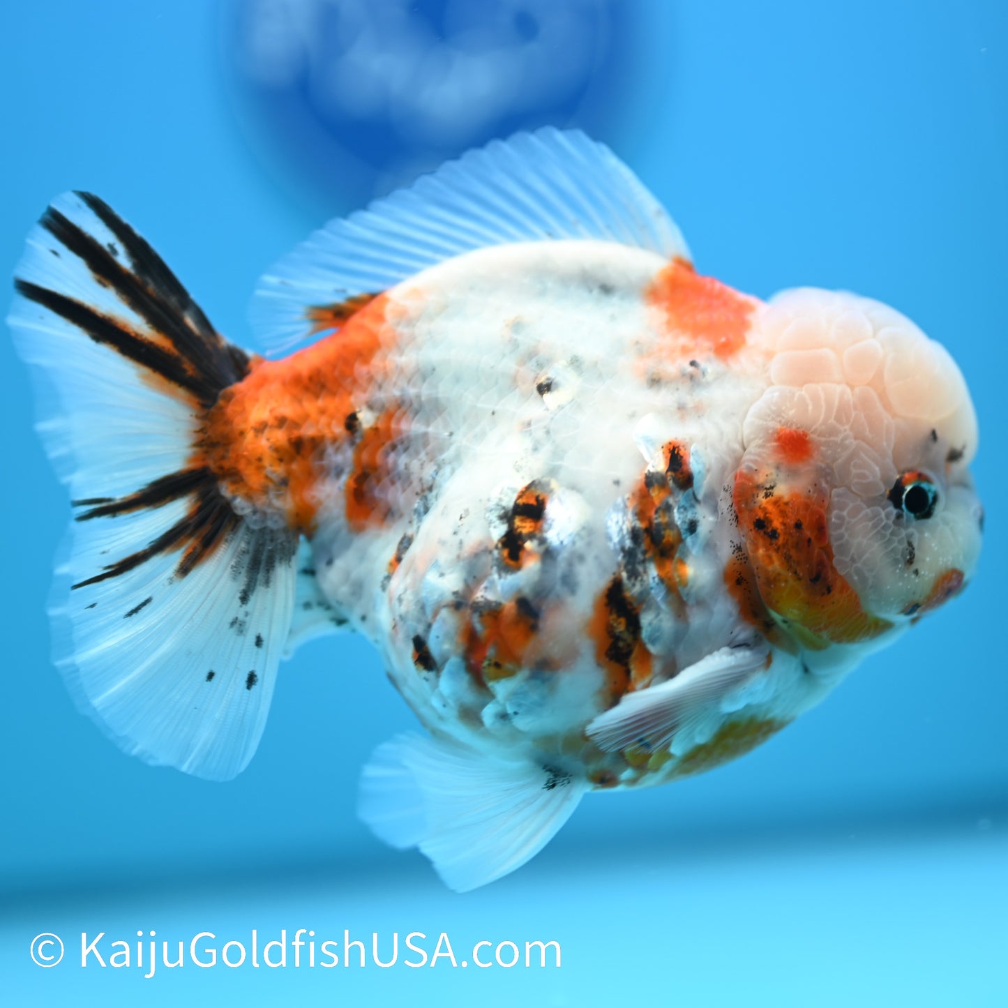 Tricolor YuanBao Oranda 4.5-5 inches (240329_OR02) - Kaiju Goldfish USA