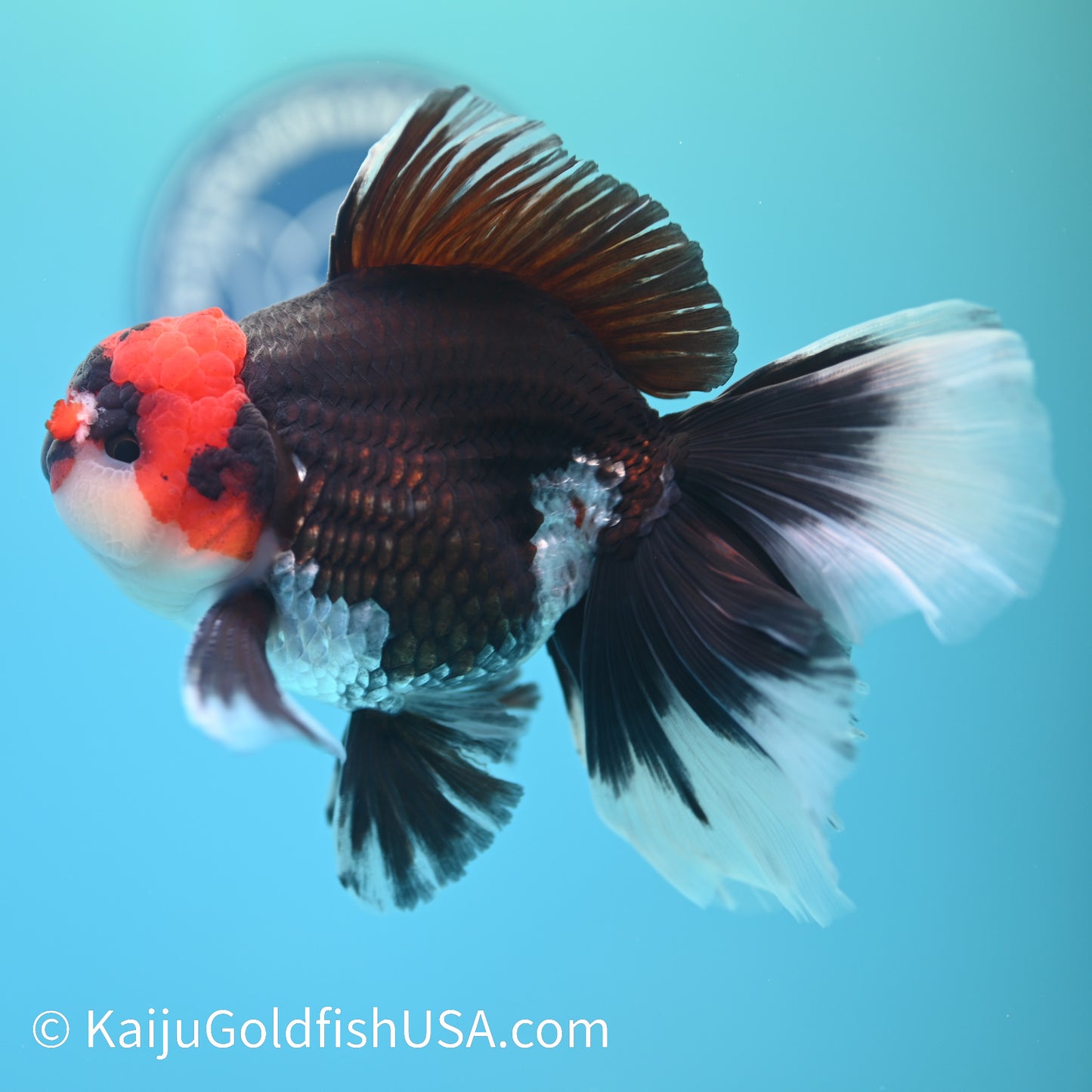 Jumbo Tricolor Rose Tail Oranda 6 inches(240503_OR02) - Kaiju Goldfish USA