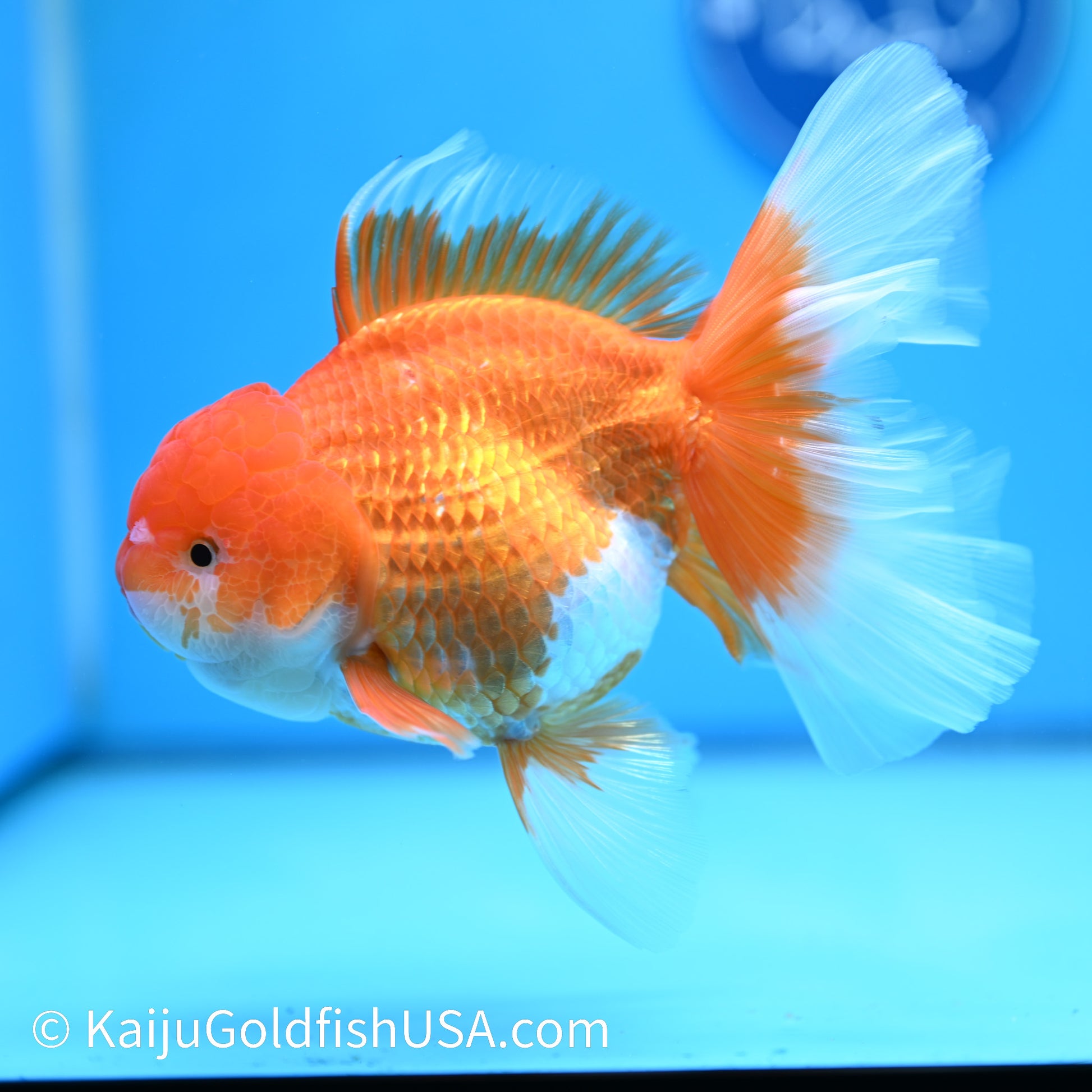 Jumbo Red White Rose Tail Oranda 6.5 inches (240405_OR2) - Kaiju Goldfish USA