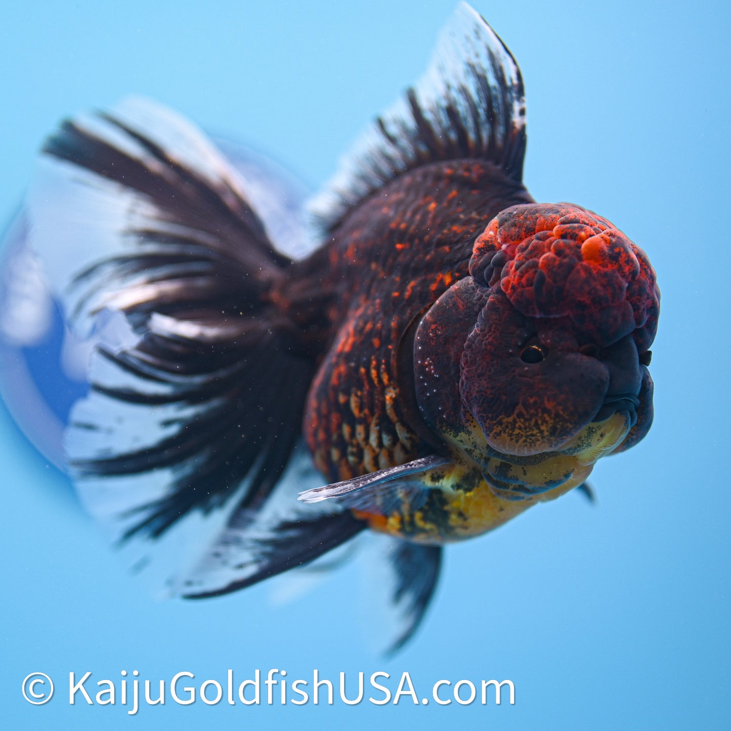 Red Kirin Rose Tail Oranda 3.75in Body (240628_OR02) - Kaiju Goldfish USA