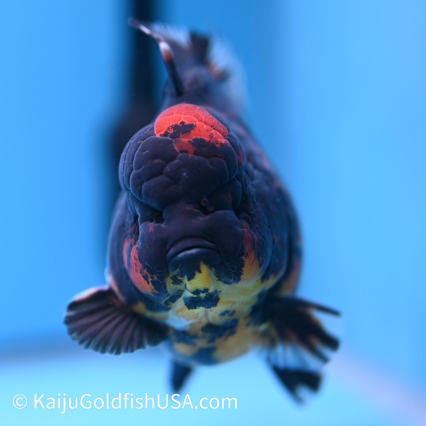 Heavy Ink Tiger YuanBao Oranda 4.5-5 inches (240308_OR02) - Kaiju Goldfish USA