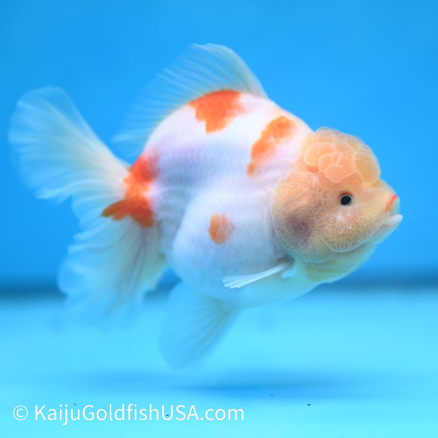 Sakura YuanBao Oranda 4.5 inches (240412_OR02) - Kaiju Goldfish USA