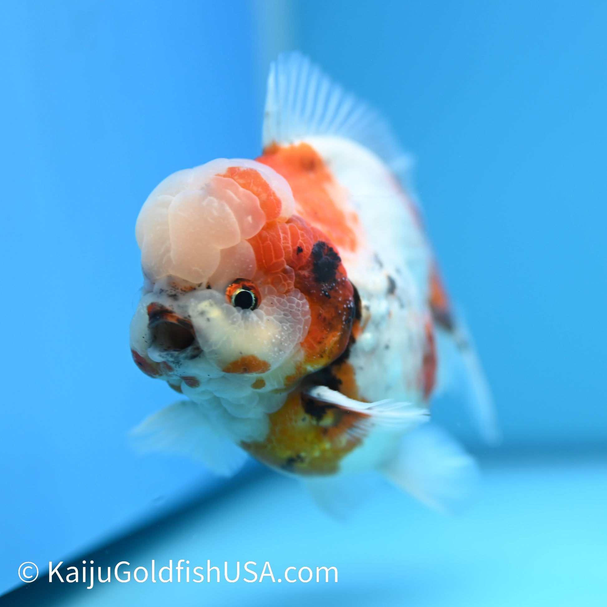 Tricolor YuanBao Oranda 4.5-5 inches (240329_OR02) - Kaiju Goldfish USA