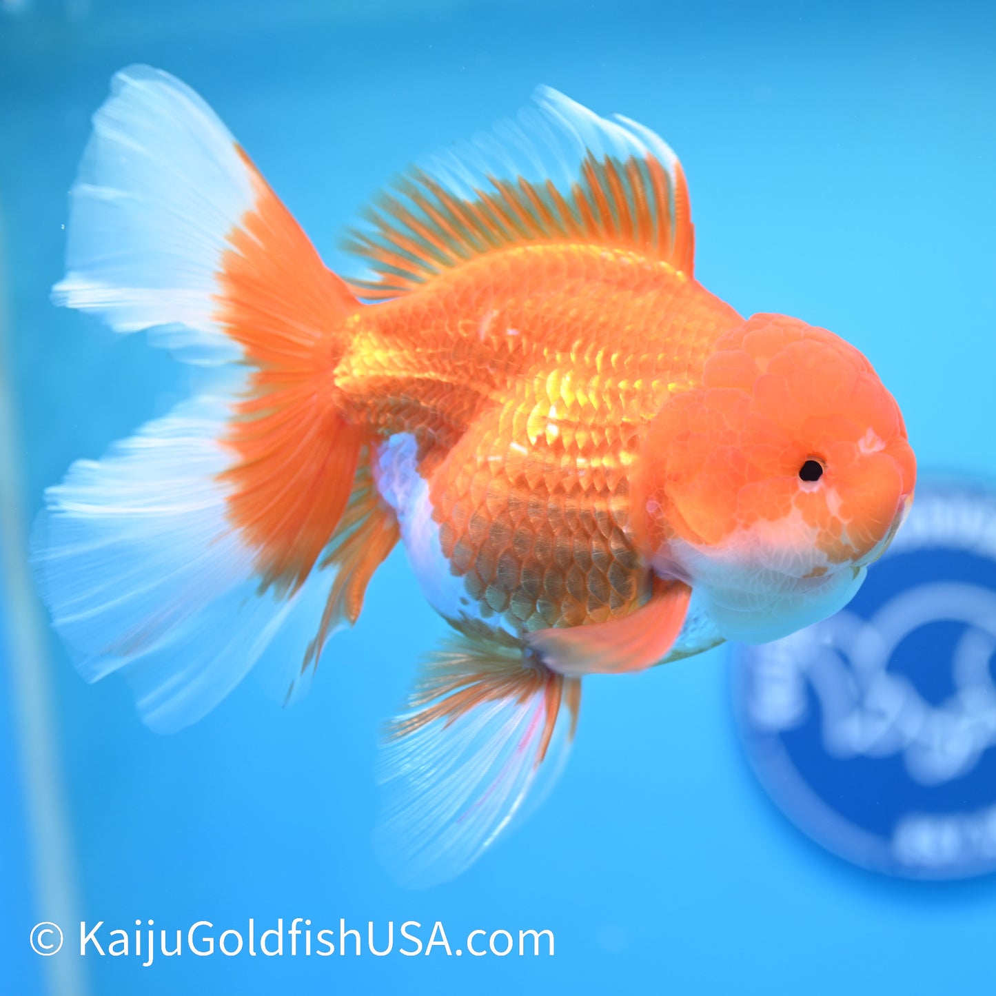 Jumbo Red White Rose Tail Oranda 6.5 inches (240405_OR2) - Kaiju Goldfish USA