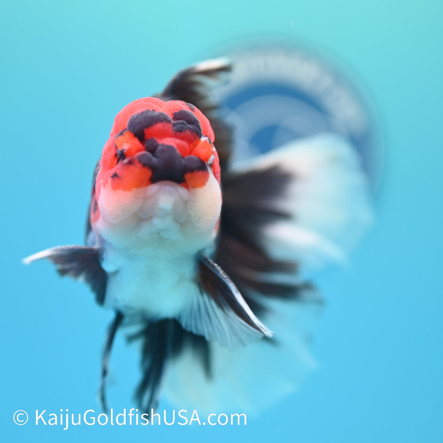 Jumbo Tricolor Rose Tail Oranda 6 inches(240503_OR02) - Kaiju Goldfish USA