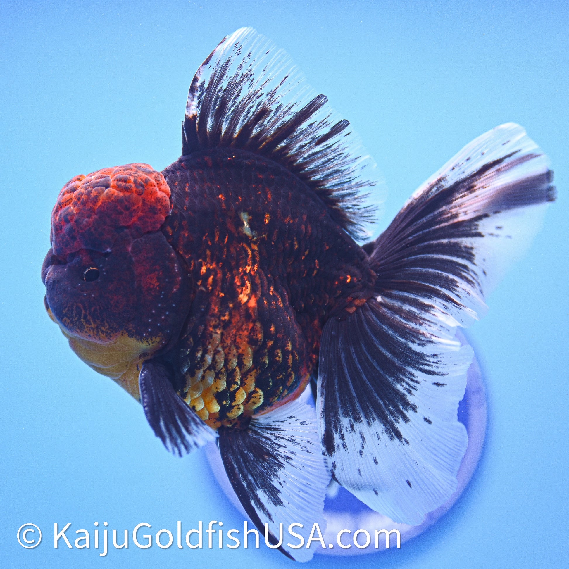 Red Kirin Rose Tail Oranda 3.75in Body (240628_OR02) - Kaiju Goldfish USA