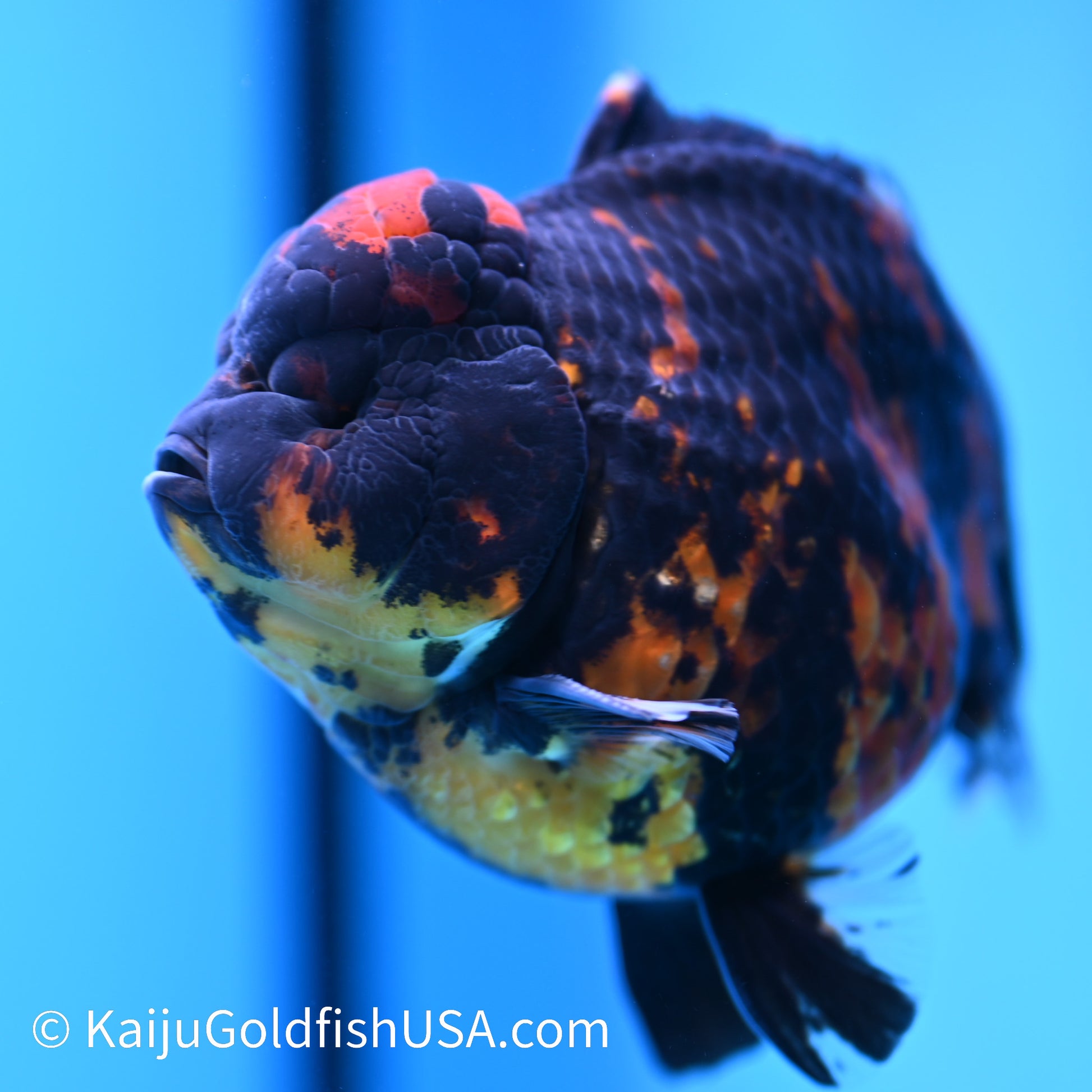 Heavy Ink Tiger YuanBao Oranda 4.5-5 inches (240308_OR02) - Kaiju Goldfish USA