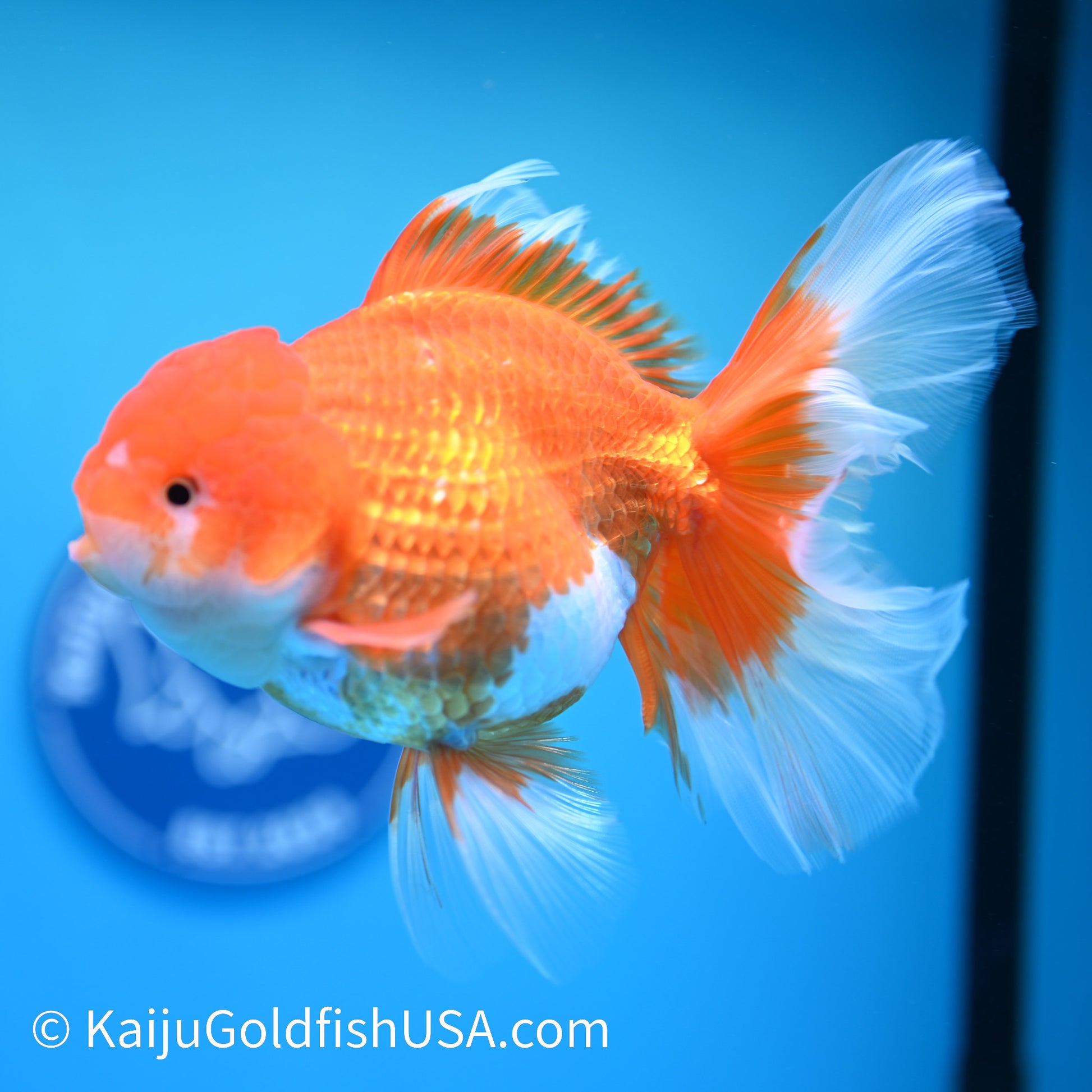 Jumbo Red White Rose Tail Oranda 6.5 inches (240405_OR2) - Kaiju Goldfish USA