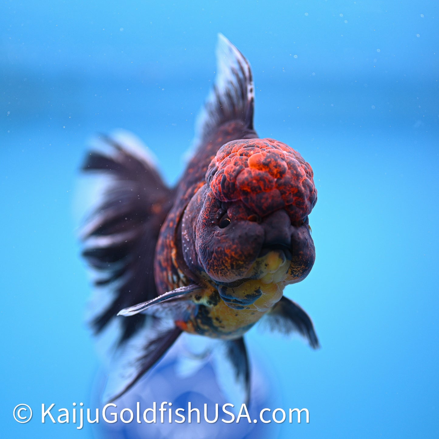 Red Kirin Rose Tail Oranda 3.75in Body (240628_OR02) - Kaiju Goldfish USA