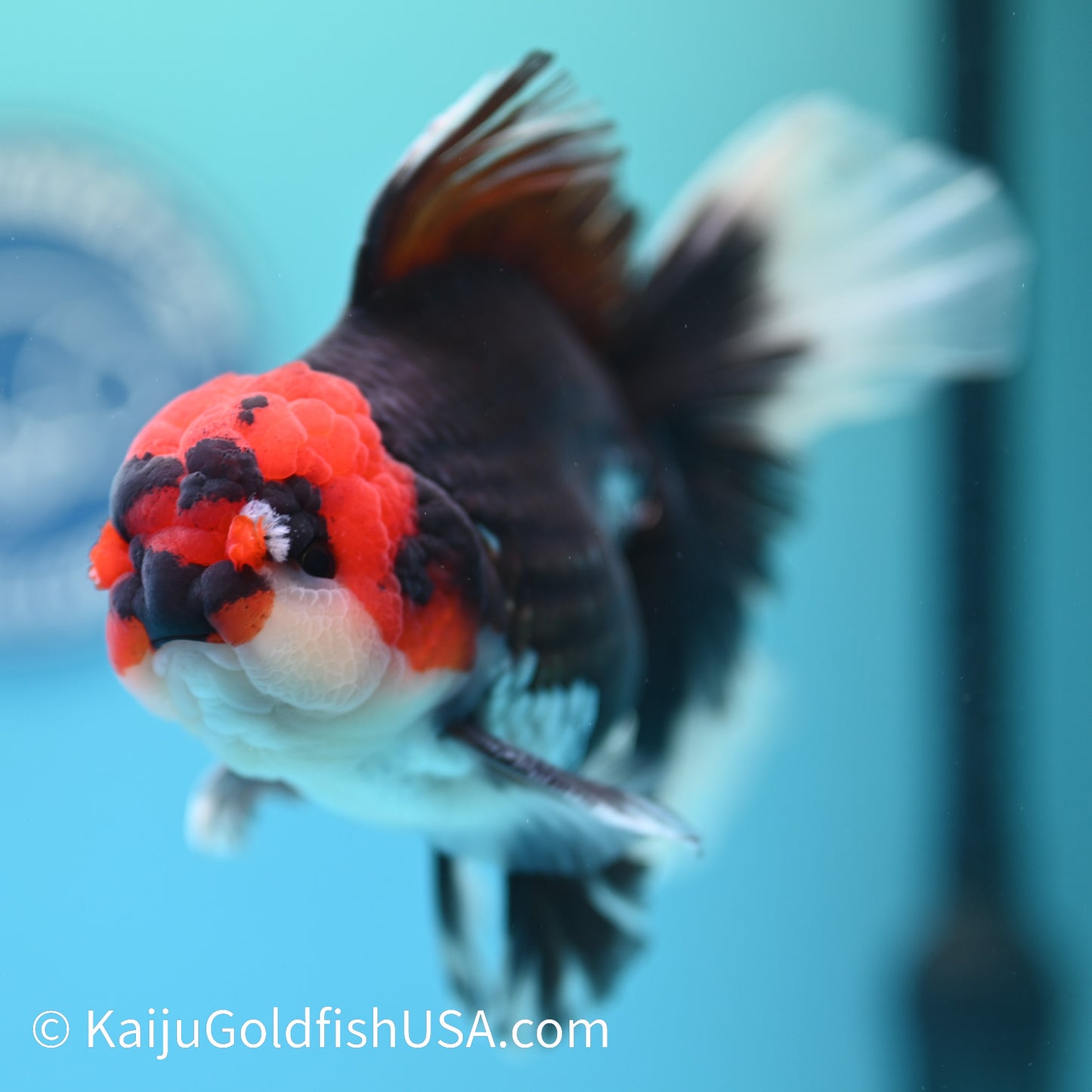 Jumbo Tricolor Rose Tail Oranda 6 inches(240503_OR02) - Kaiju Goldfish USA