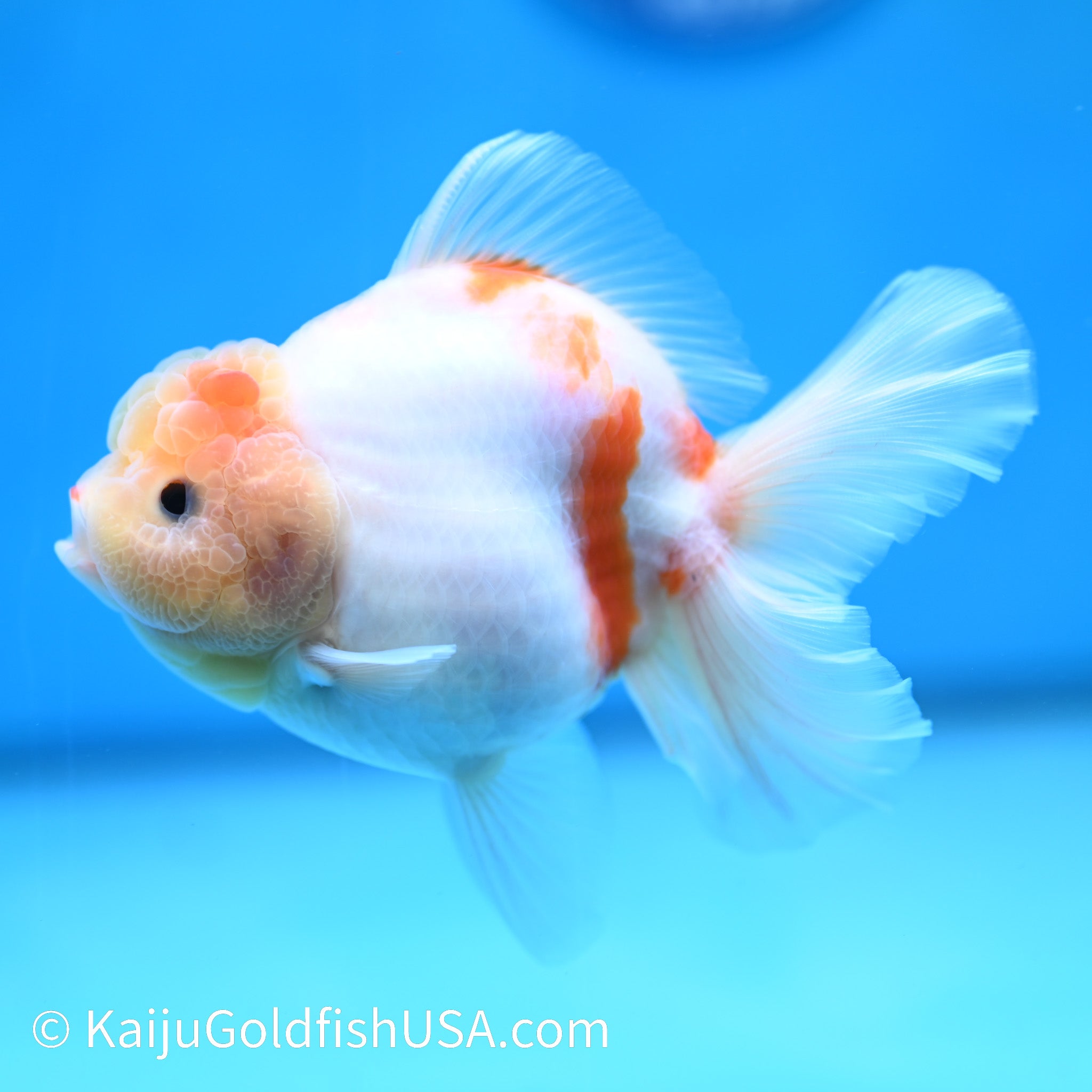 Sakura YuanBao Oranda Goldfish for Sale | Kaiju Goldfish USA