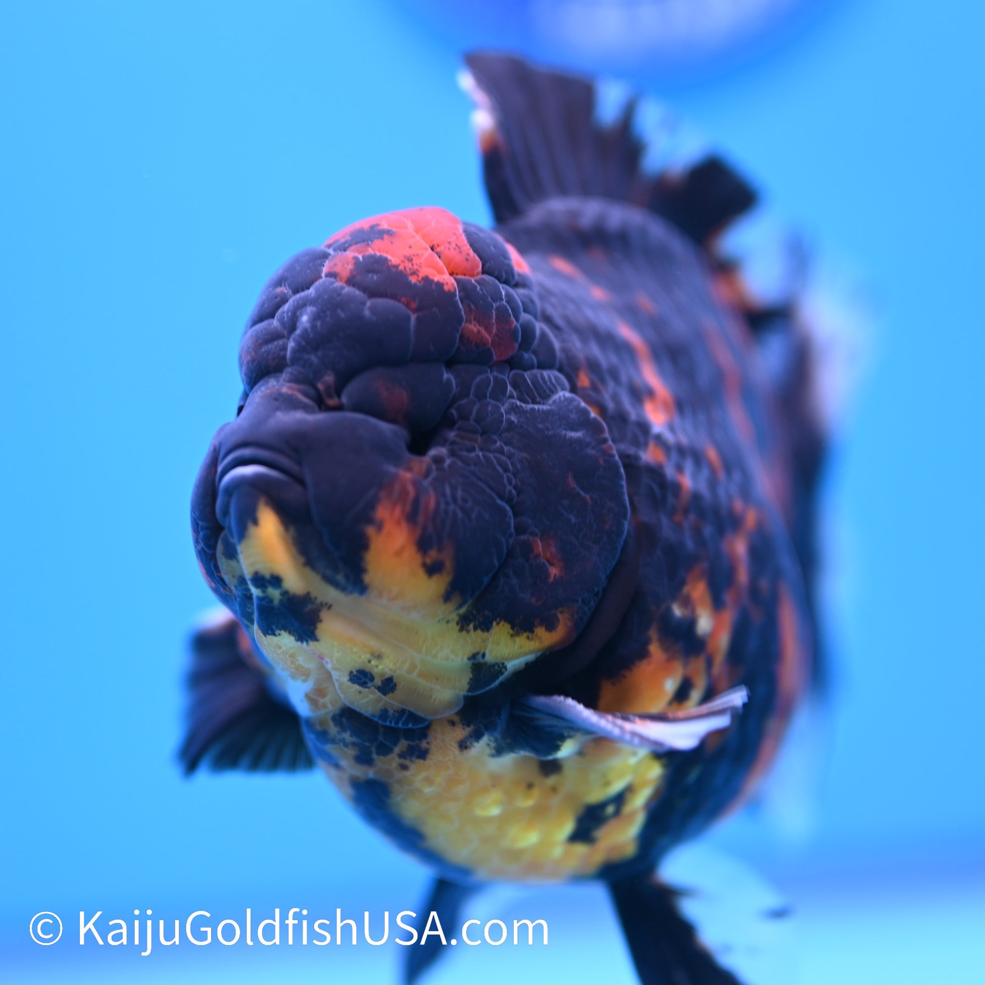 Heavy Ink Tiger YuanBao Oranda 4.5-5 inches (240308_OR02) - Kaiju Goldfish USA