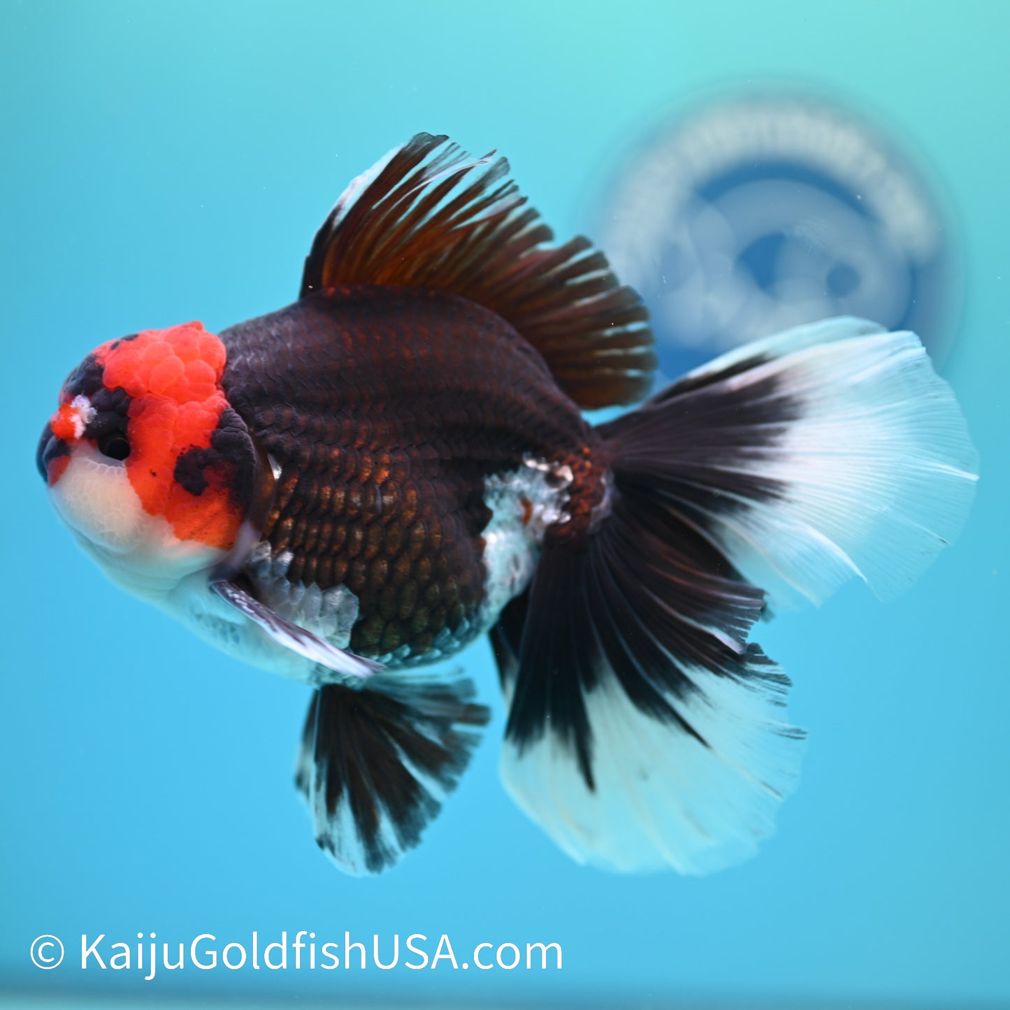 Jumbo Tricolor Rose Tail Oranda 6 inches(240503_OR02) - Kaiju Goldfish USA