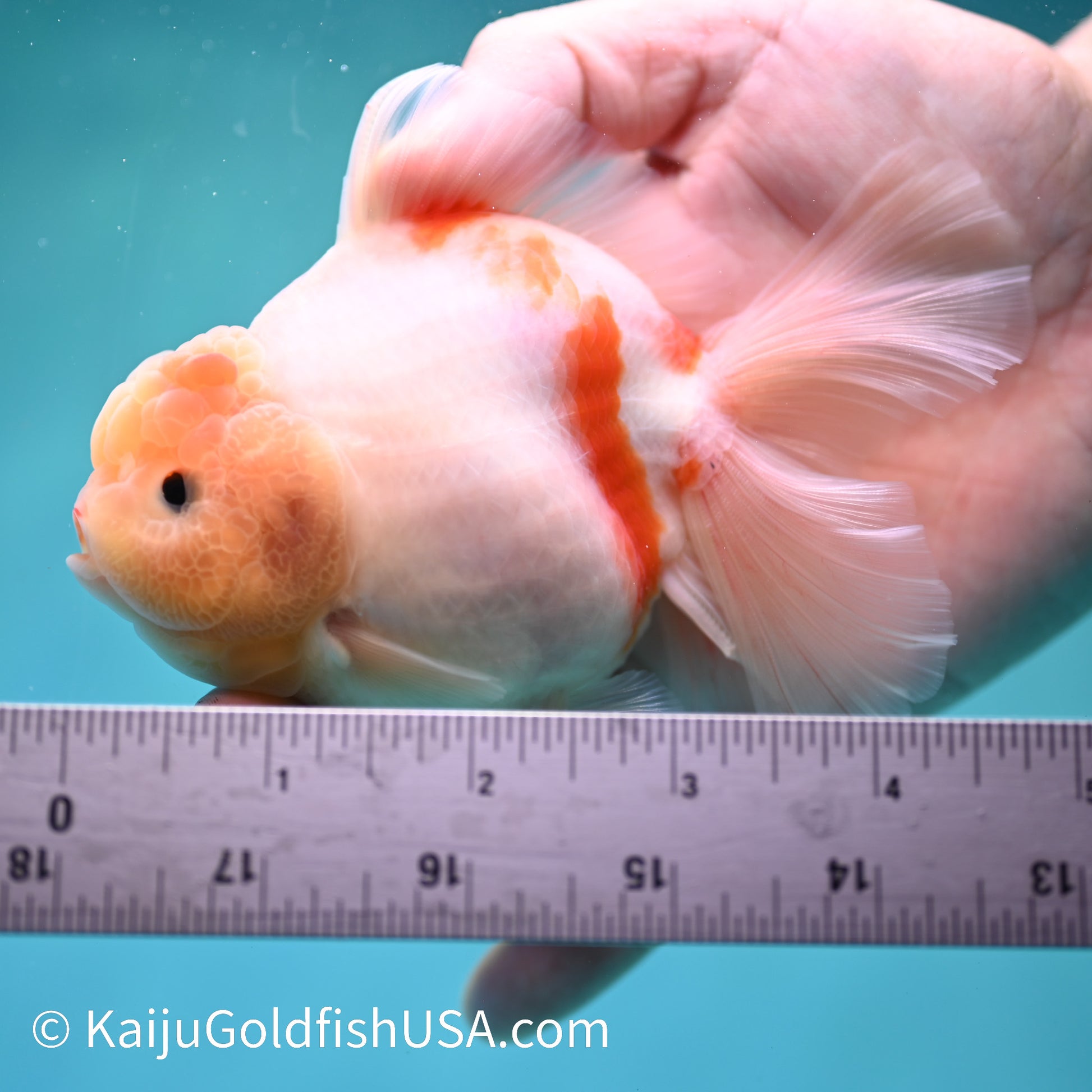 Sakura YuanBao Oranda 4.5 inches (240412_OR02) - Kaiju Goldfish USA