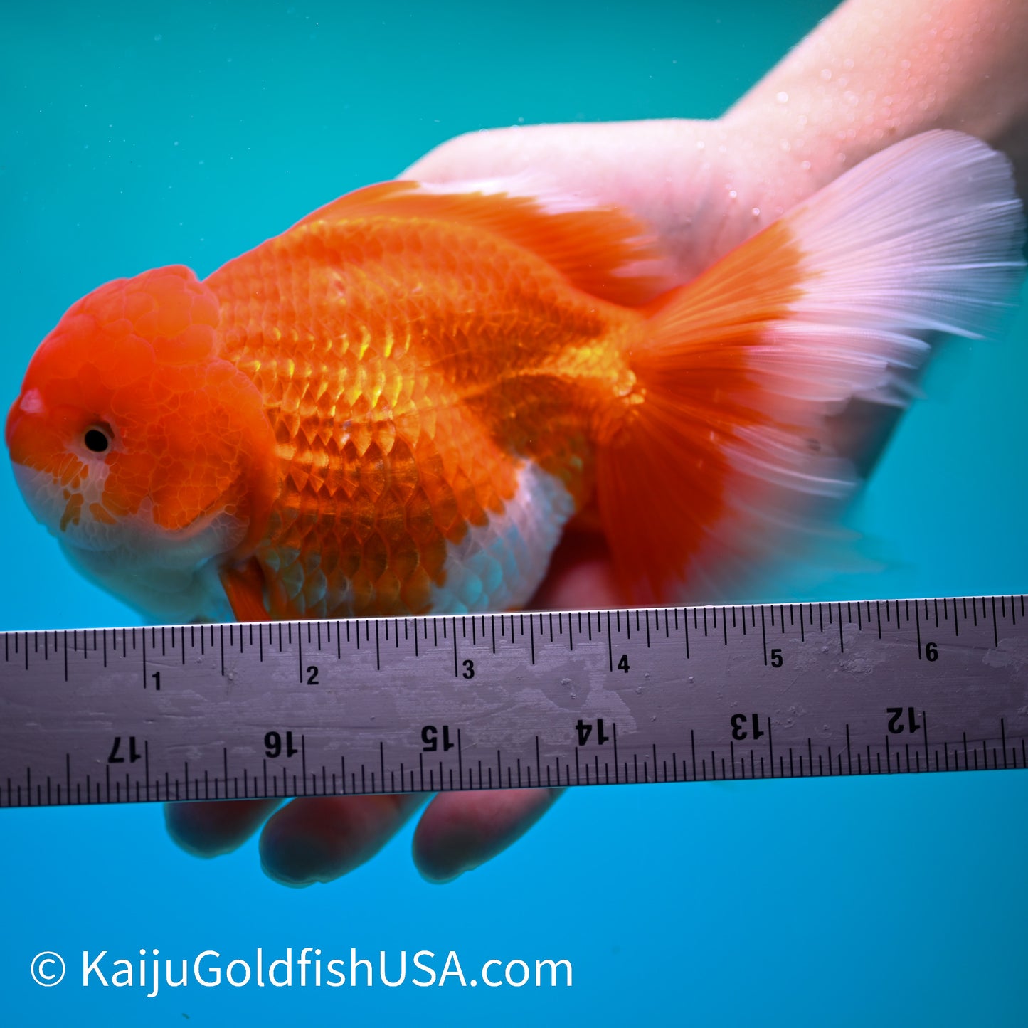 Jumbo Red White Rose Tail Oranda 6.5 inches (240405_OR2) - Kaiju Goldfish USA