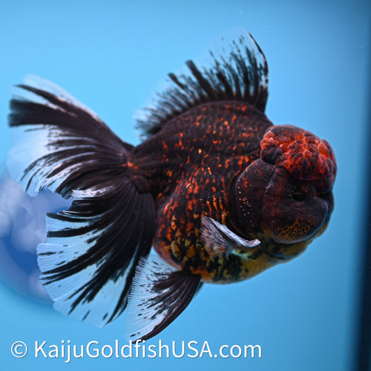 Red Kirin Rose Tail Oranda 3.75in Body (240628_OR02) - Kaiju Goldfish USA