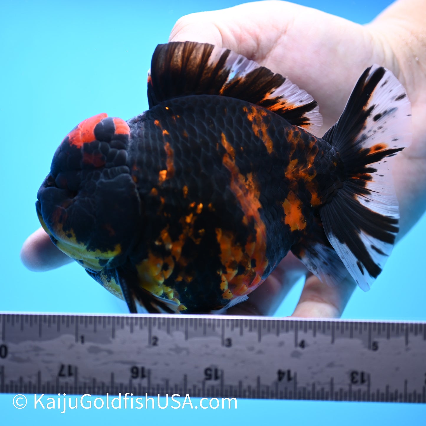 Heavy Ink Tiger YuanBao Oranda 4.5-5 inches (240308_OR02) - Kaiju Goldfish USA