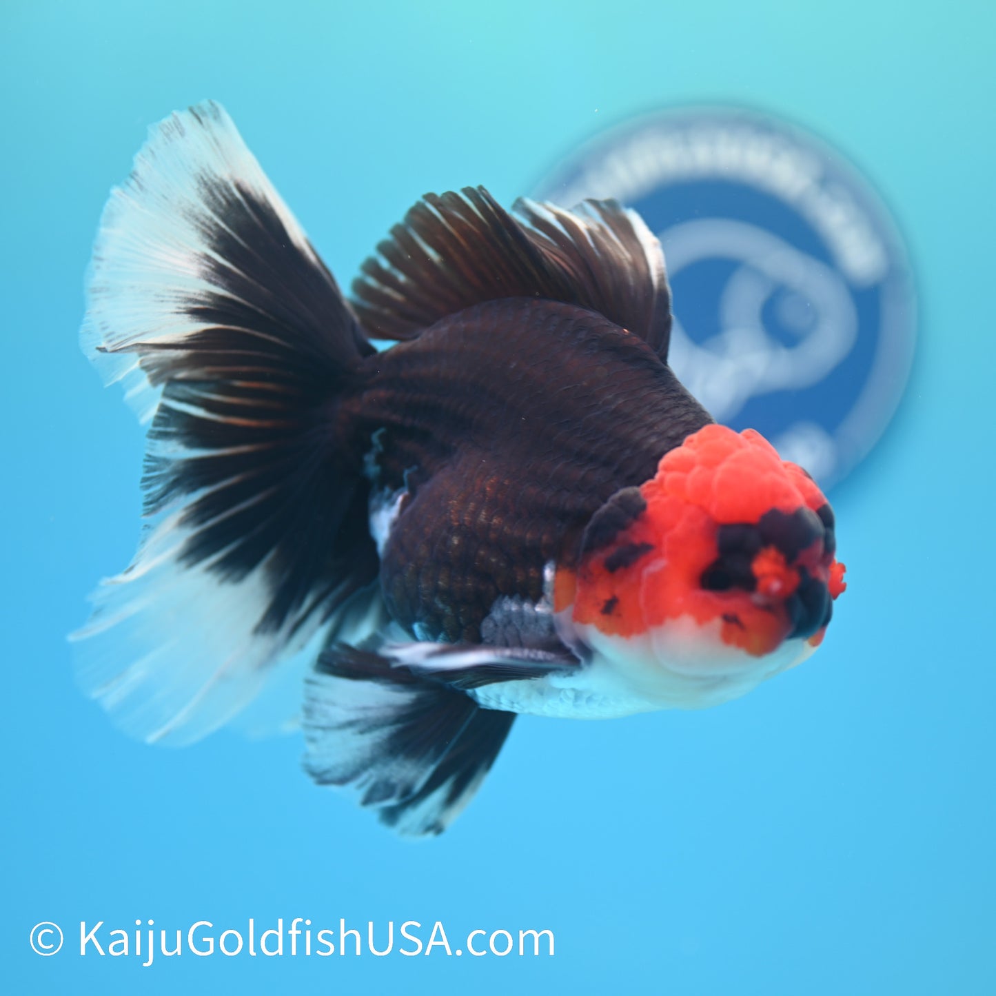 Jumbo Tricolor Rose Tail Oranda 6 inches(240503_OR02) - Kaiju Goldfish USA