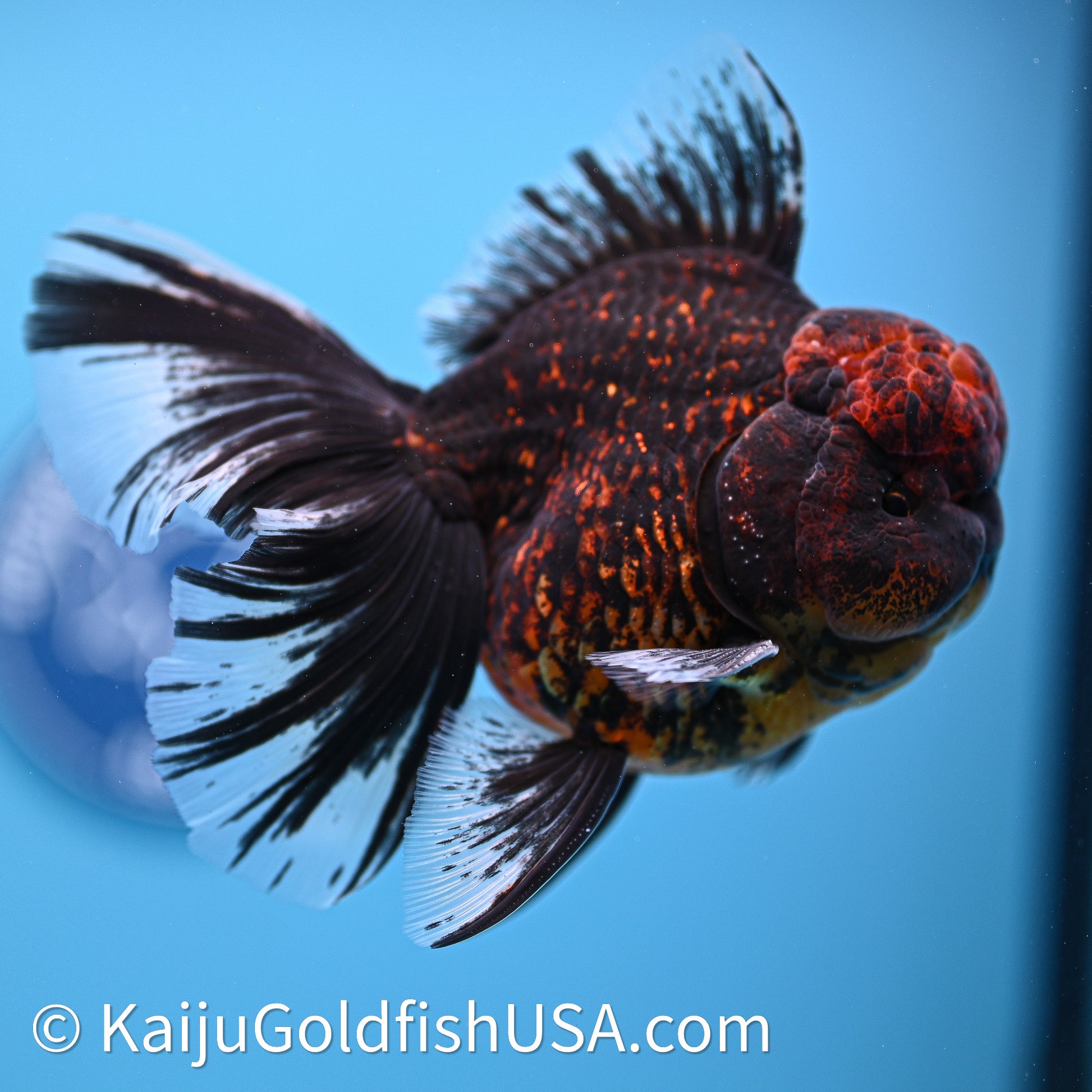 Red Kirin Rose Tail Oranda 3.75in Body (240628_OR02) - Kaiju Goldfish USA