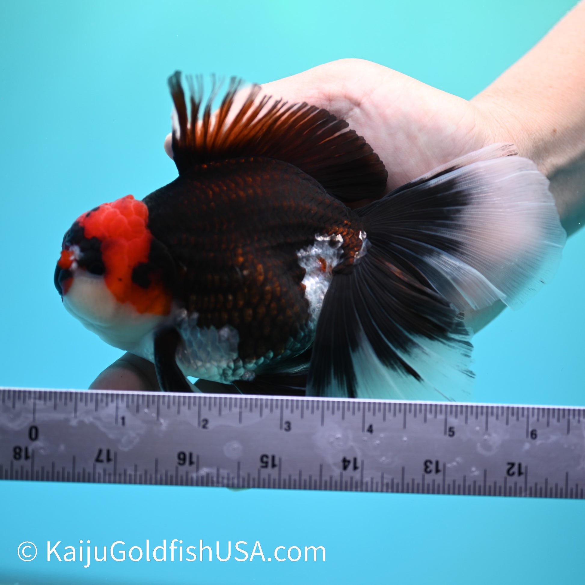 Jumbo Tricolor Rose Tail Oranda 6 inches(240503_OR02) - Kaiju Goldfish USA