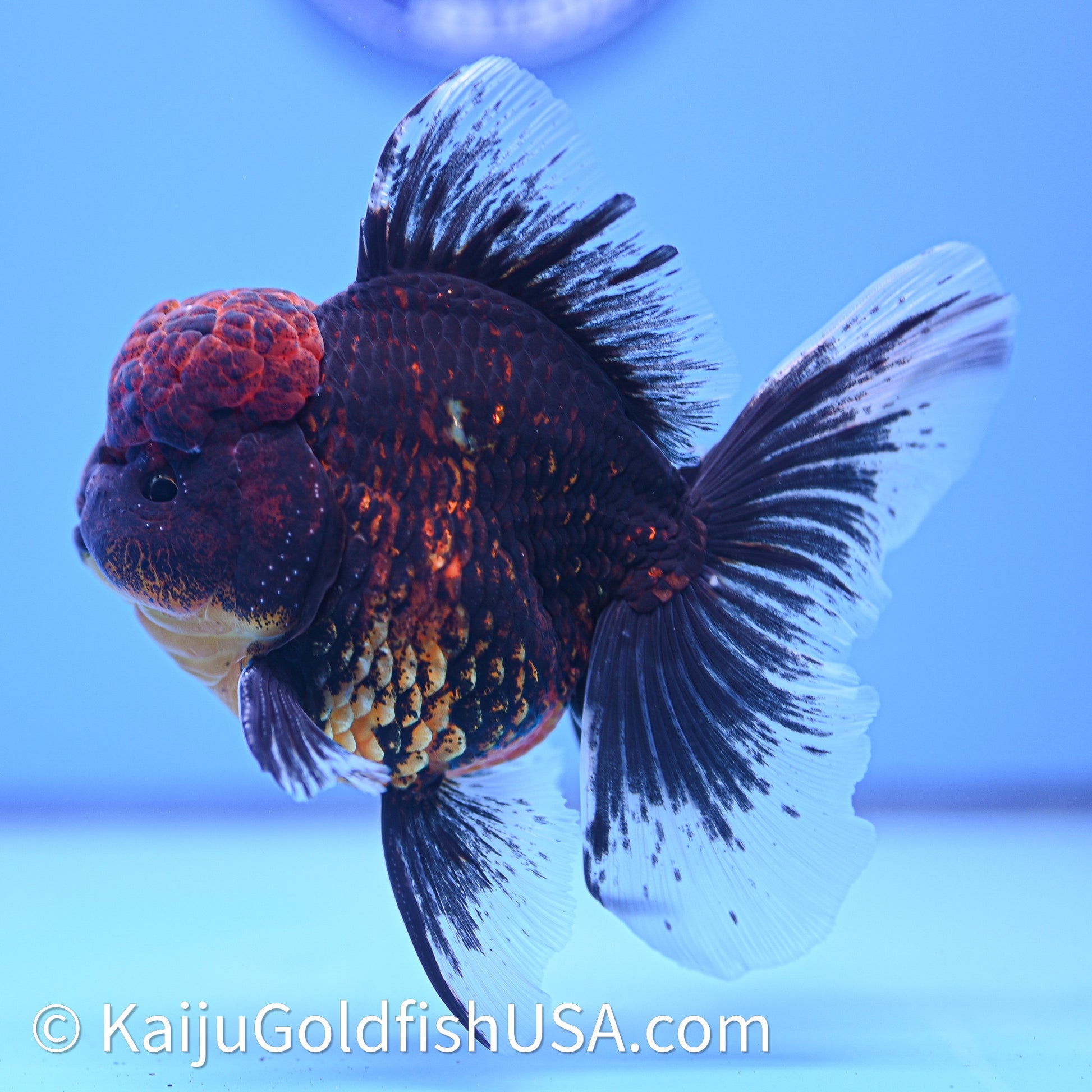 Red Kirin Rose Tail Oranda 3.75in Body (240628_OR02) - Kaiju Goldfish USA