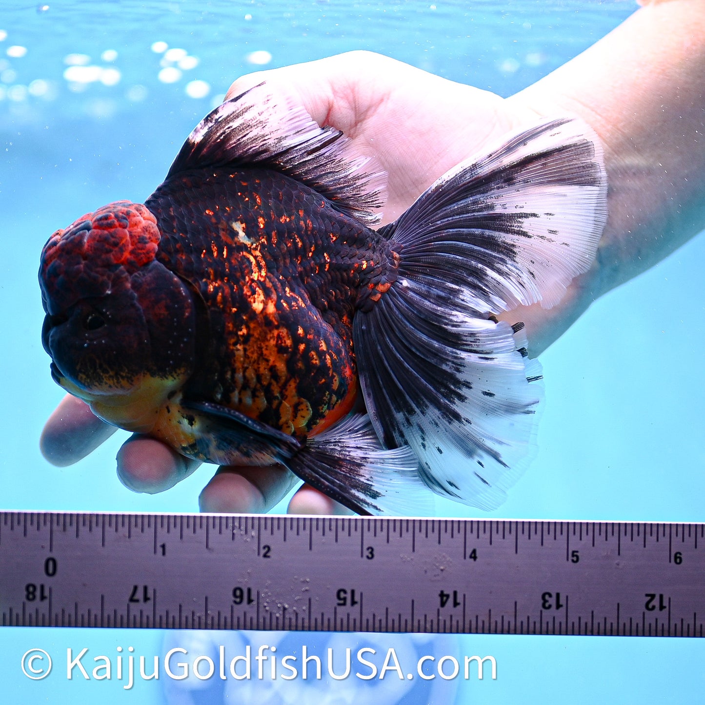 Red Kirin Rose Tail Oranda 3.75in Body (240628_OR02) - Kaiju Goldfish USA