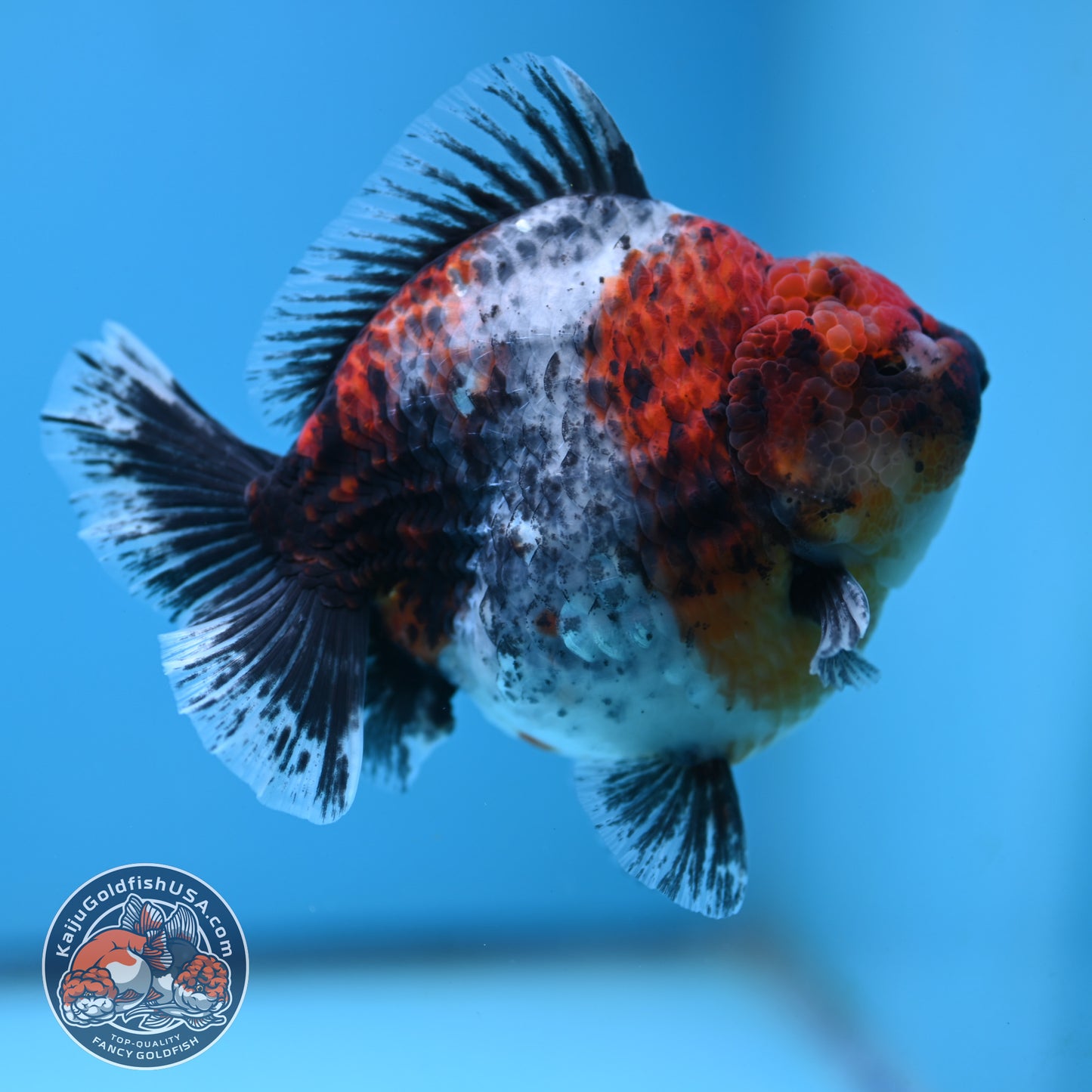 Blue Based Kirin Oranda 4 inch Body (250613_OR02)