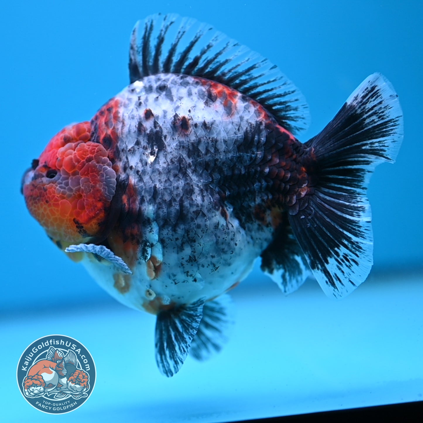 Blue Based Kirin Oranda 4 inch Body (250613_OR02)