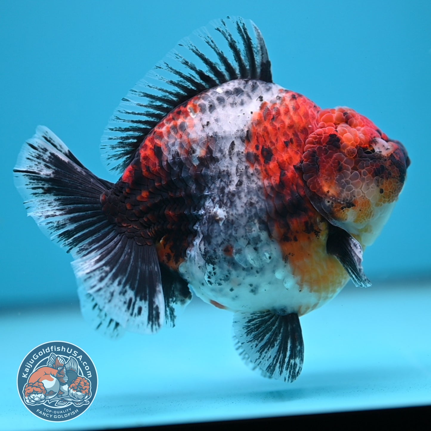 Blue Based Kirin Oranda 4 inch Body (250613_OR02)