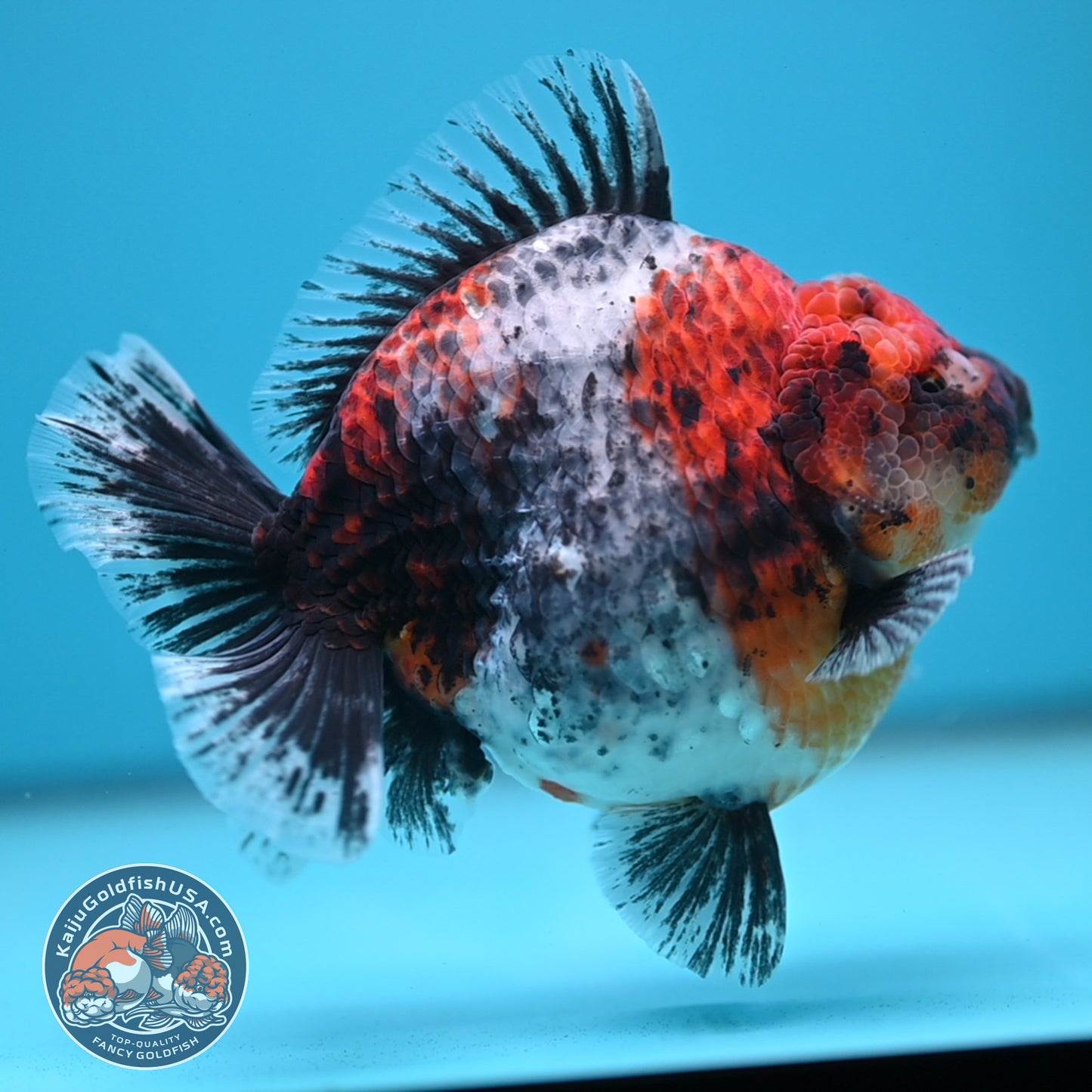 Blue Based Kirin Oranda 4 inch Body (250613_OR02)