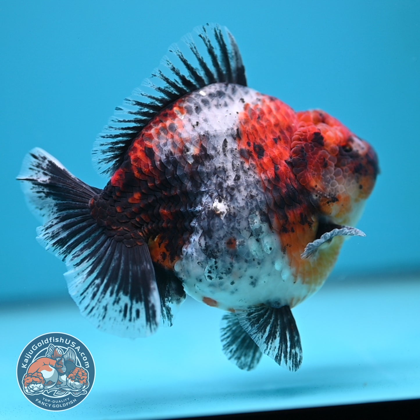 Blue Based Kirin Oranda 4 inch Body (250613_OR02)