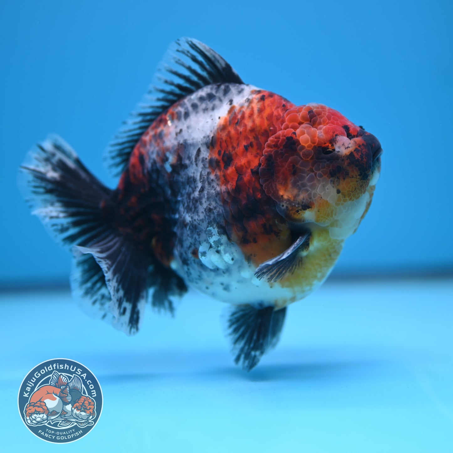 Blue Based Kirin Oranda 4 inch Body (250613_OR02)