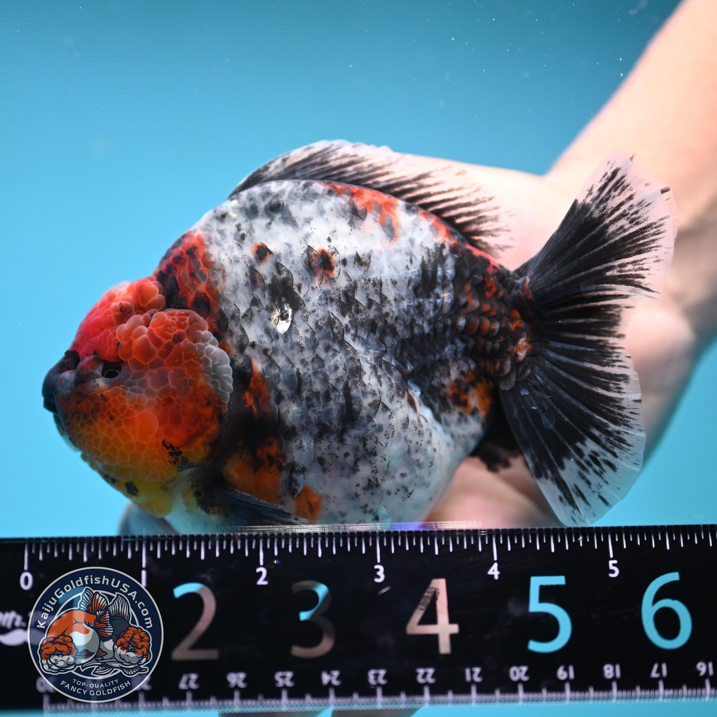 Blue Based Kirin Oranda 4 inch Body (250613_OR02)