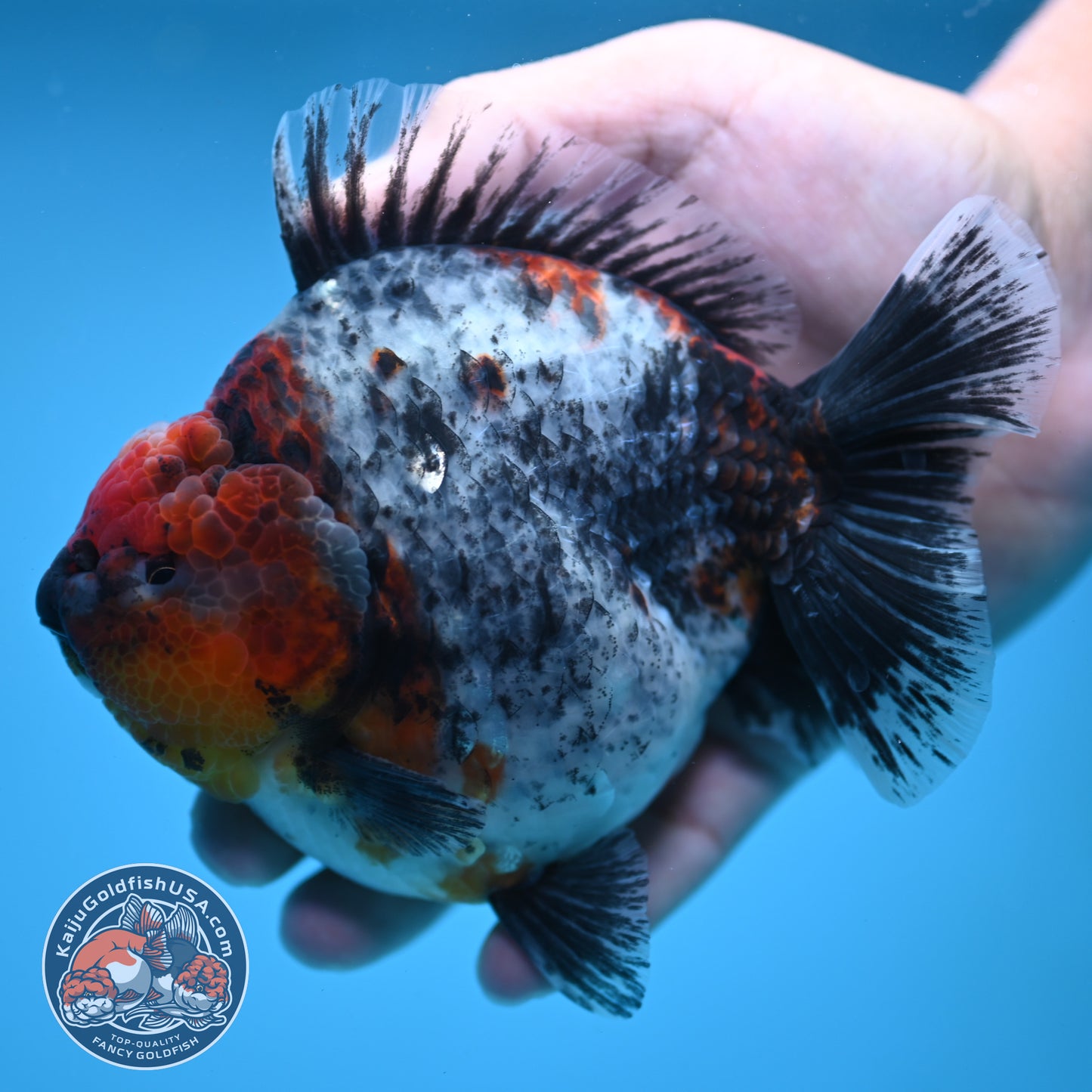 Blue Based Kirin Oranda 4 inch Body (250613_OR02)