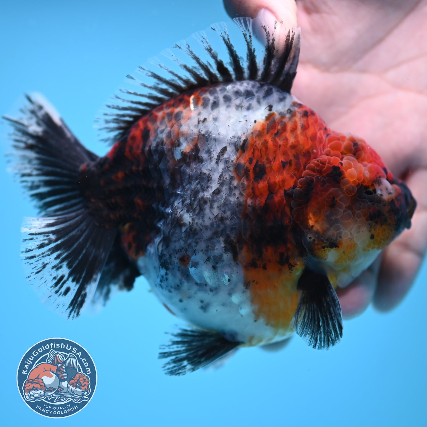 Blue Based Kirin Oranda 4 inch Body (250613_OR02)