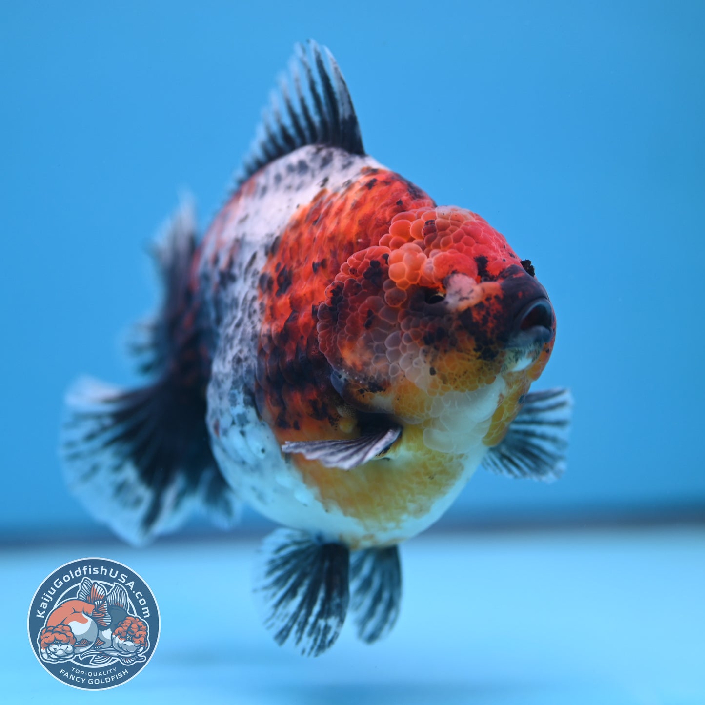 Blue Based Kirin Oranda 4 inch Body (250613_OR02)