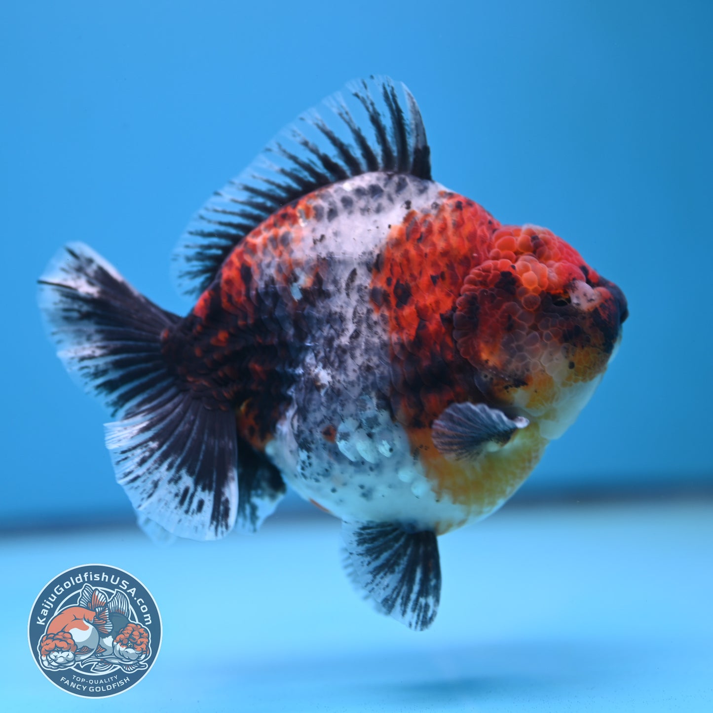 Blue Based Kirin Oranda 4 inch Body (250613_OR02)